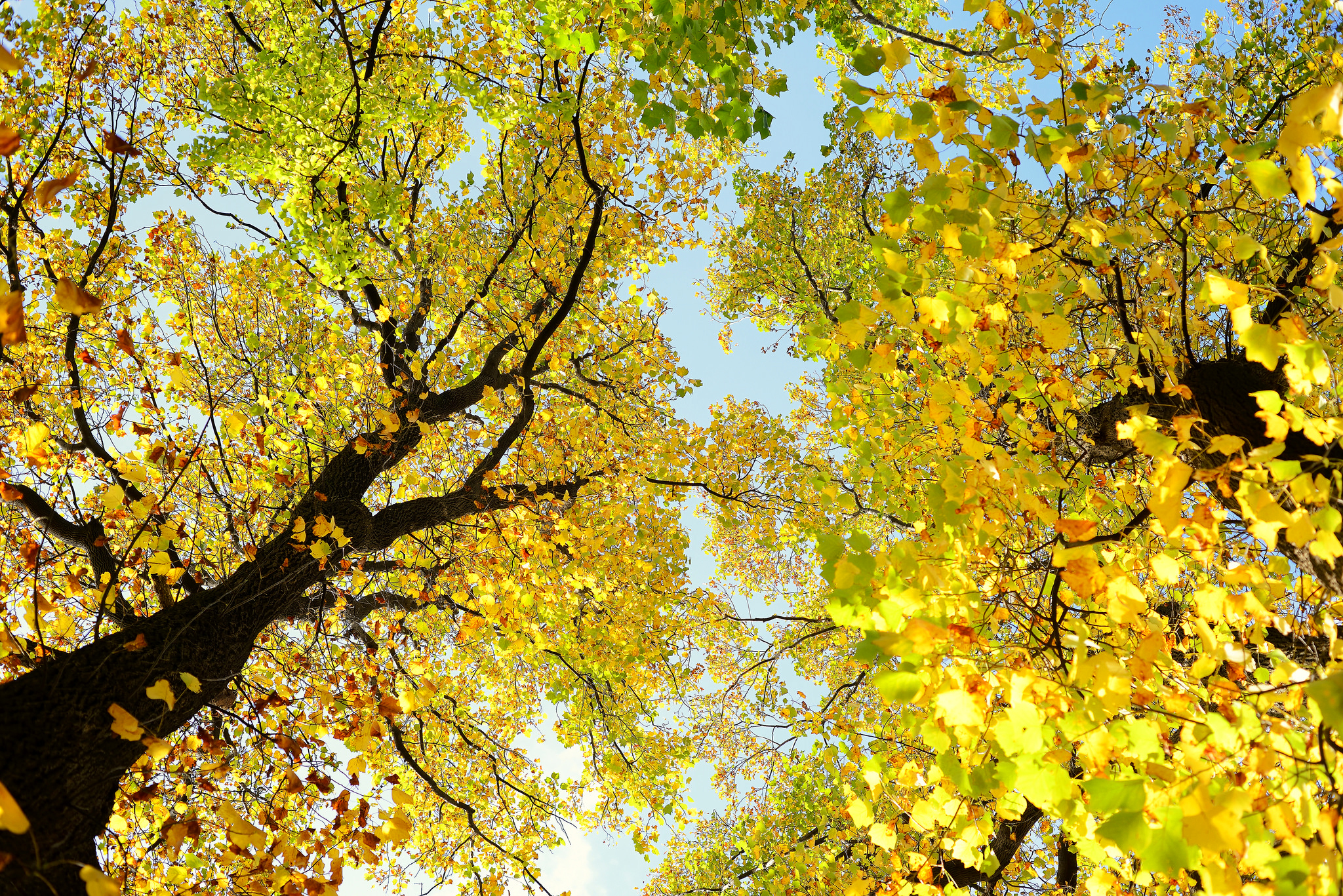 Fall Foliage Tree Treetops 2048x1367