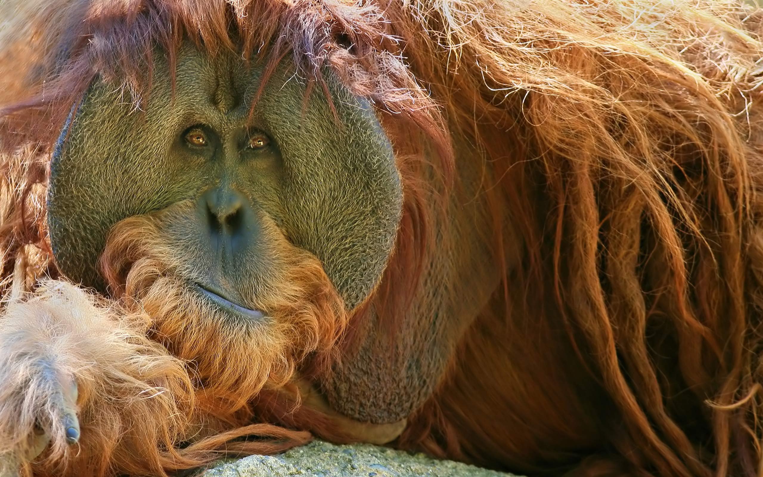 Animal Orangutan 2560x1600