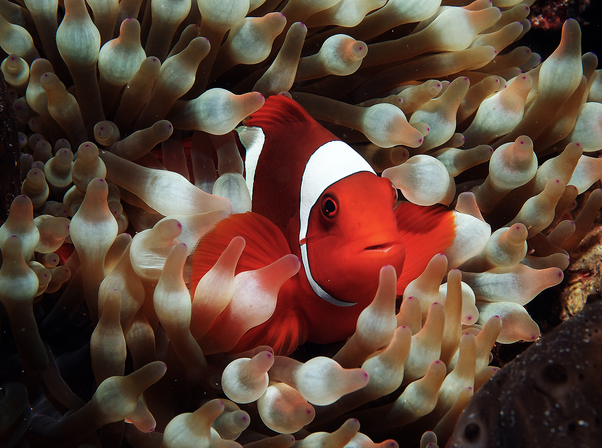 Animal Clownfish 1920x1430