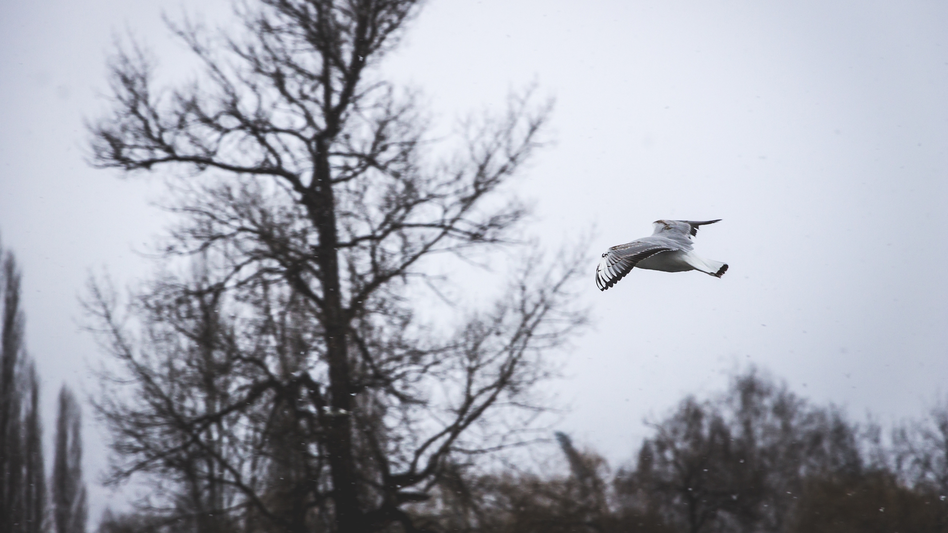 Bird Bosnia And Herzegovina Seagull 1920x1080