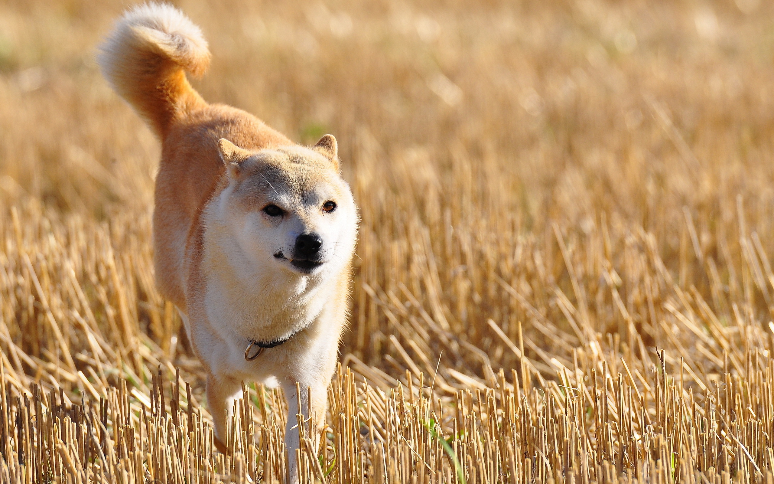 Animal Shiba Inu 2560x1600