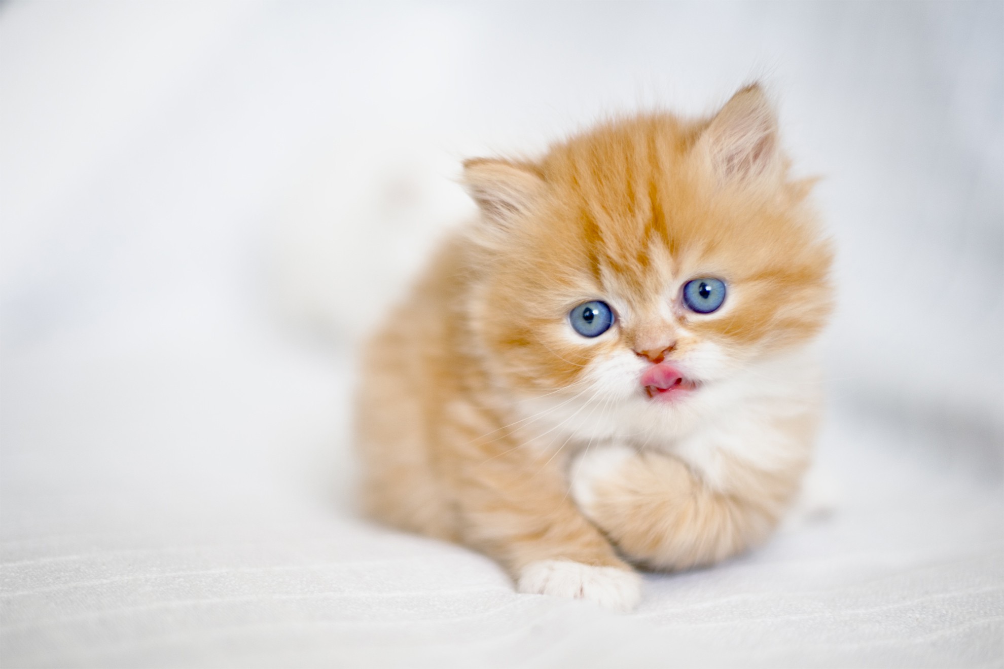 Cute Fluffy Kitten 1980x1320