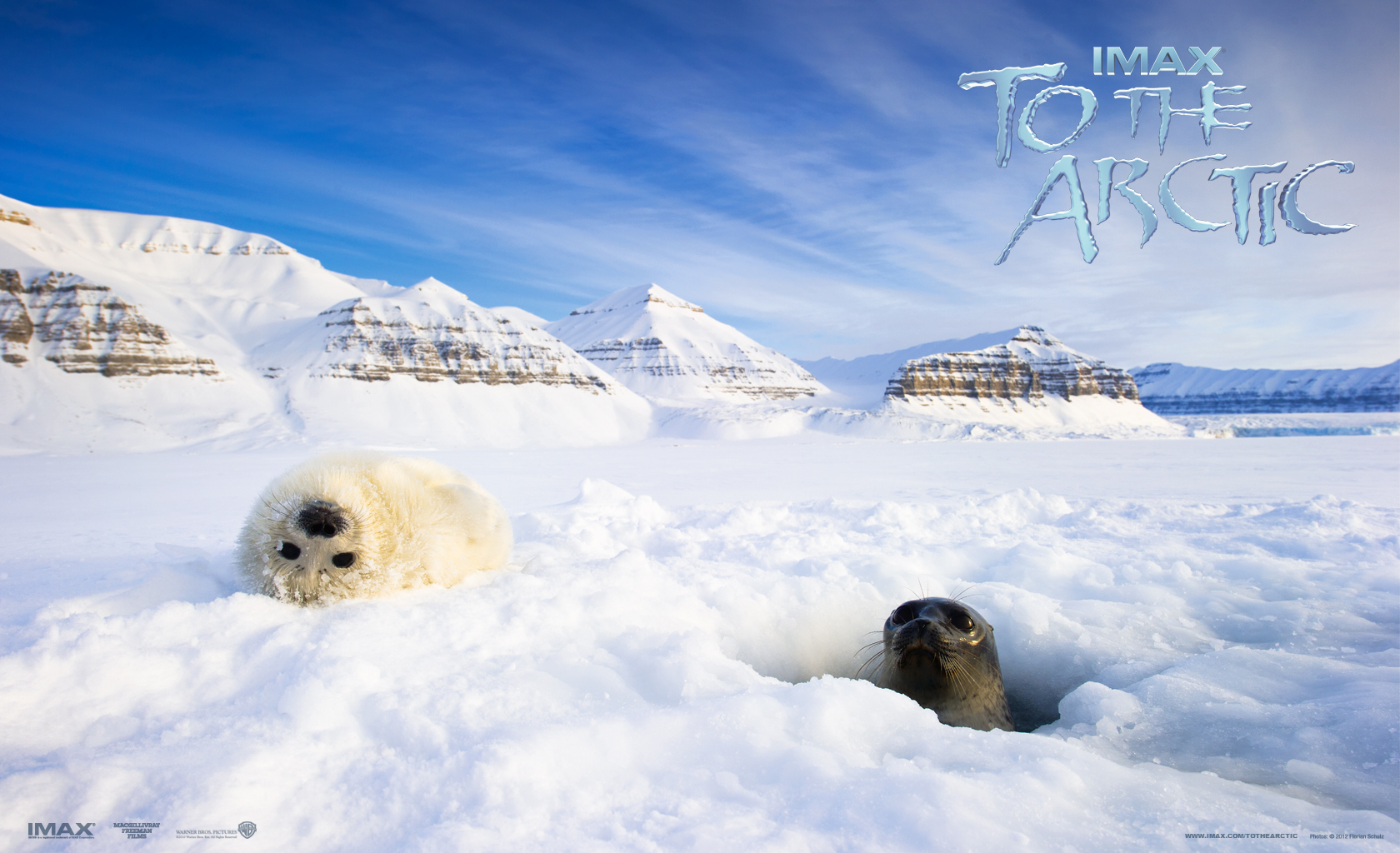 Arctic Seal Mountain Snow Antarctica Ice 1680x1024