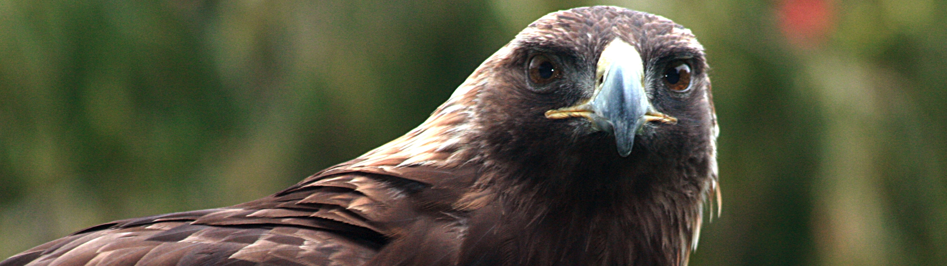 Animal Golden Eagle 3200x900