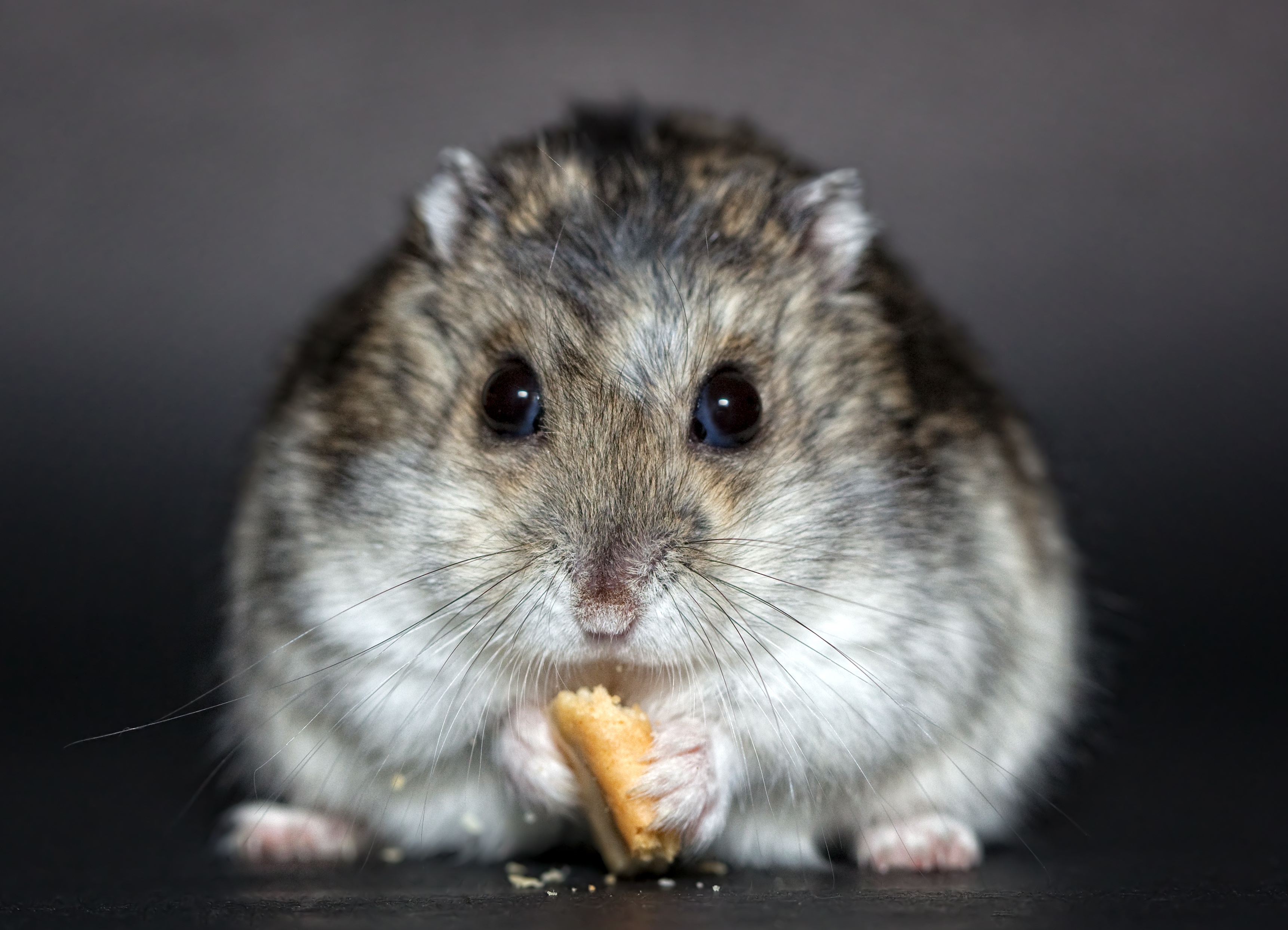 Close Up Hamster Rodent 3445x2488
