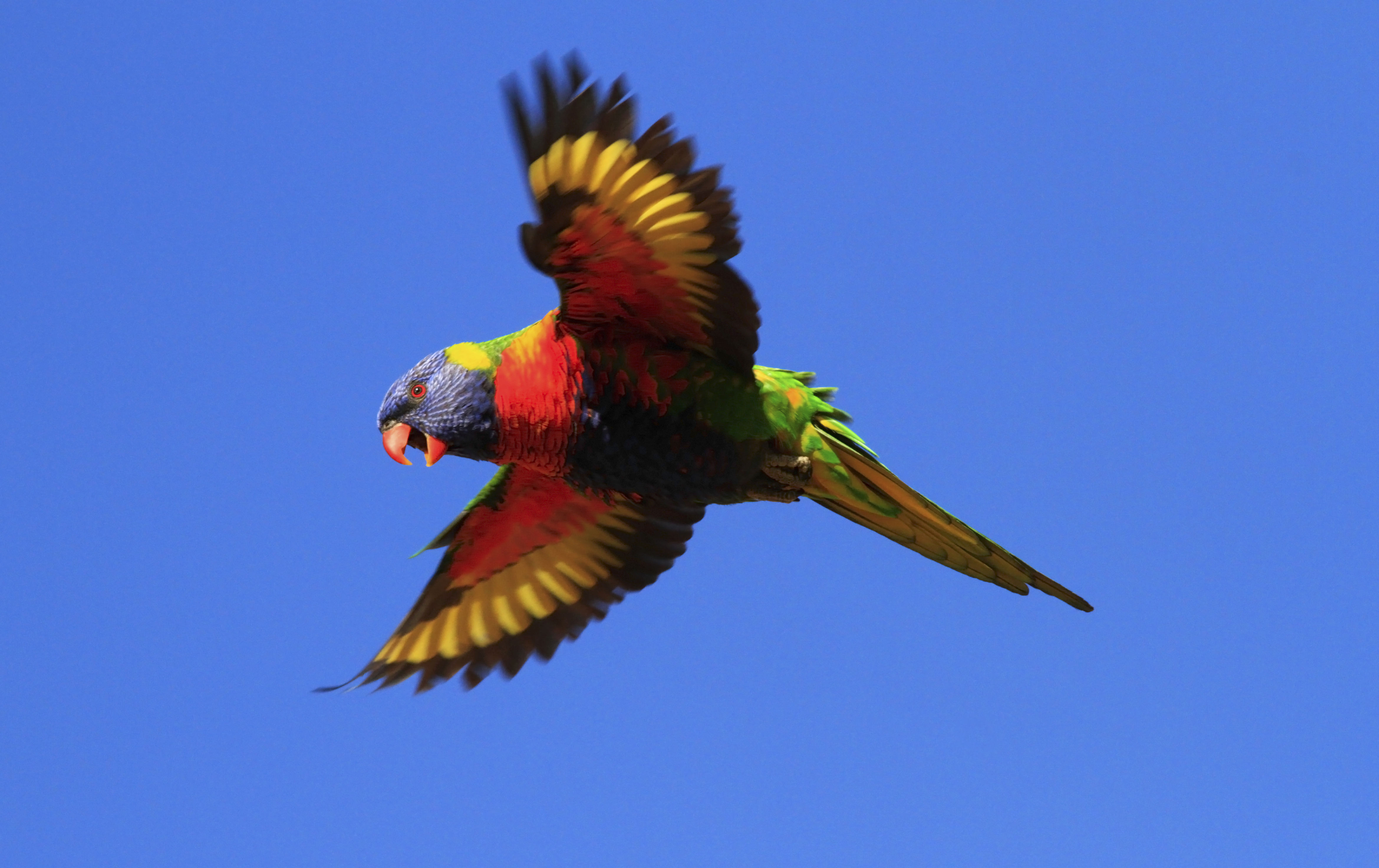 Bird Parrot Rainbow Lorikeet Flight Wings Flying Sky 4679x2946