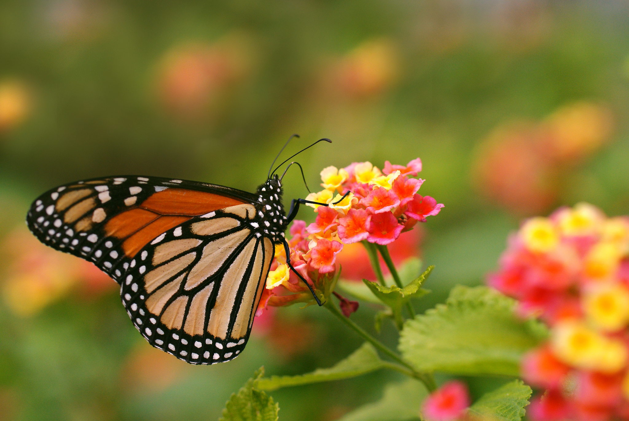 Butterfly Monarch Butterfly Insect Flower Pink Flower 2048x1371