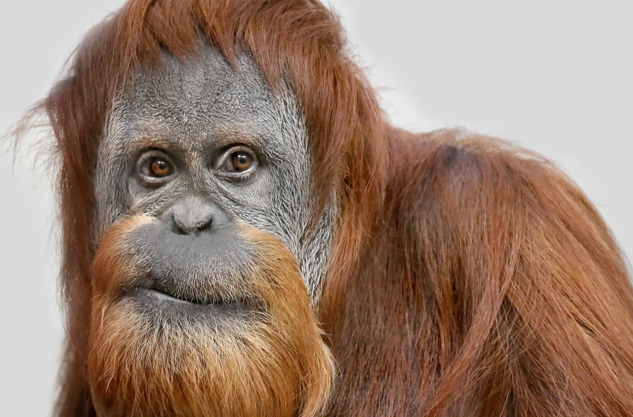 Monkey Orangutan Primate 2048x1352