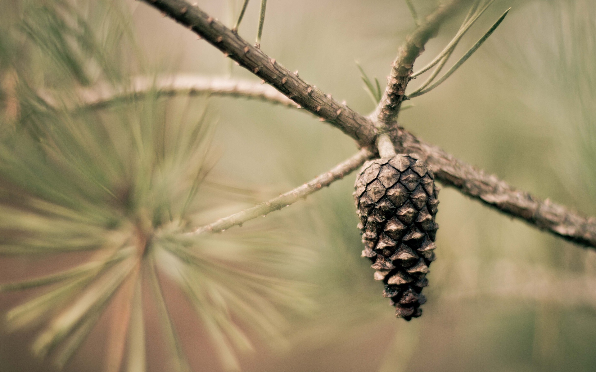 Pine Cone 1920x1200