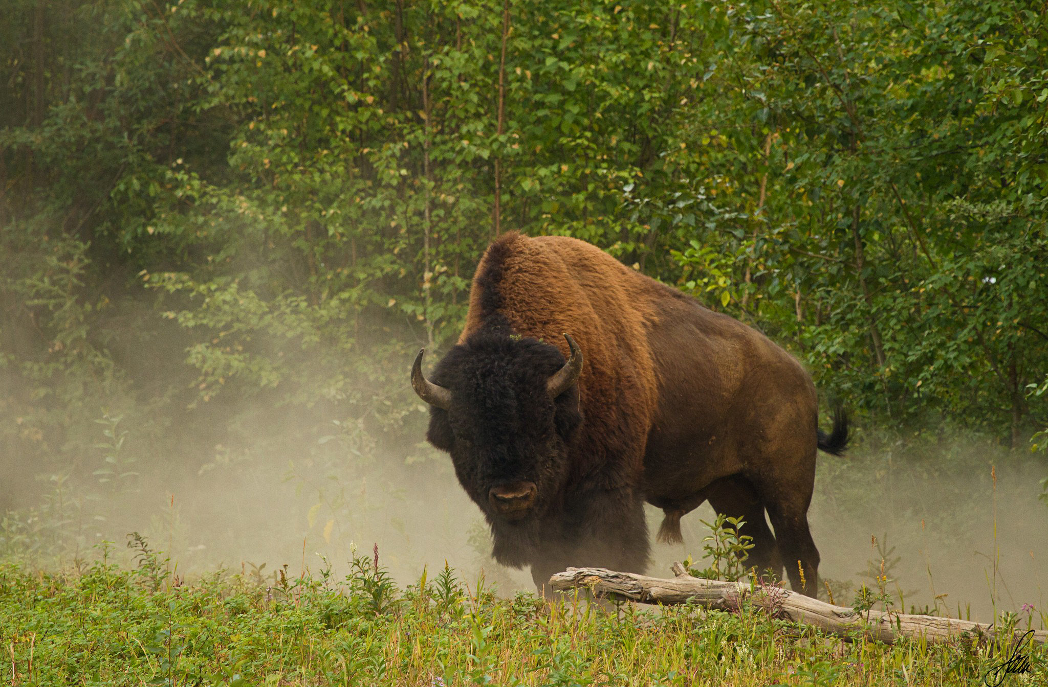 American Bison 2048x1344