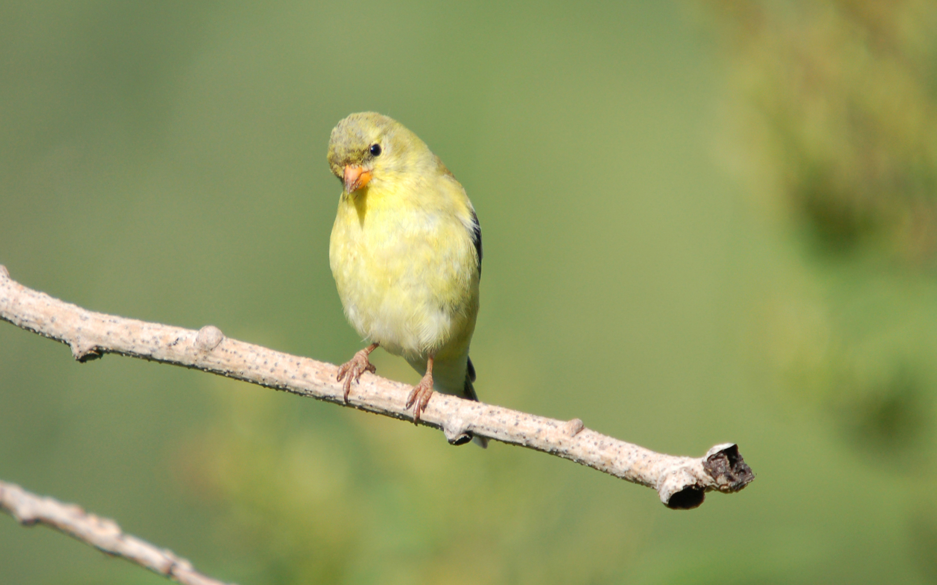 Animal Goldfinch 1920x1200