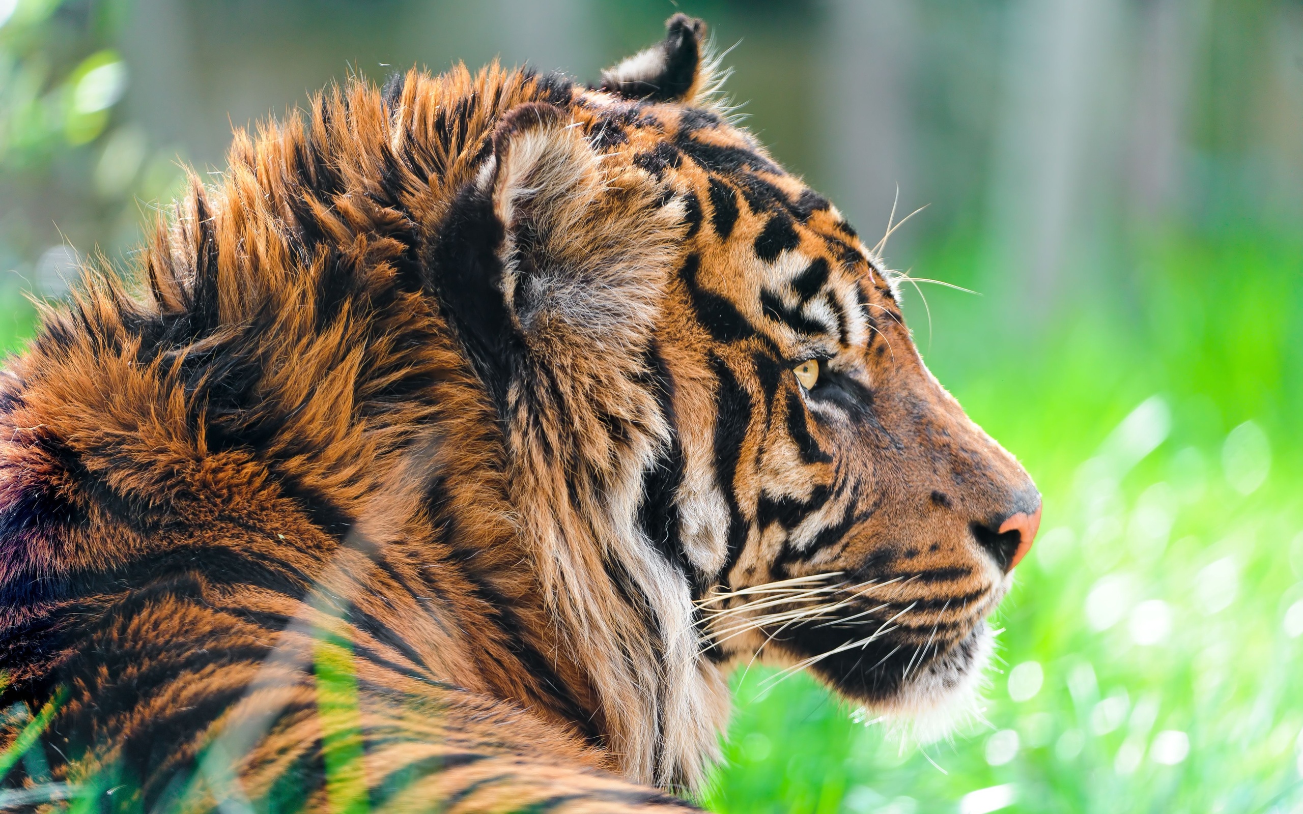 Tiger Sumatran Tiger 2560x1600