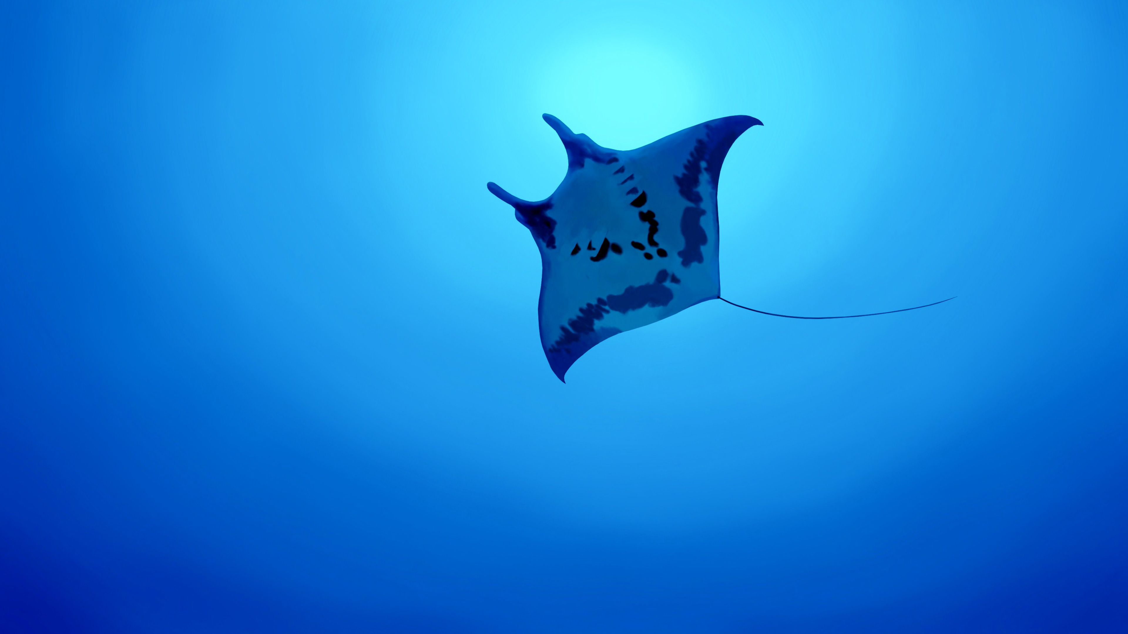 Animal Manta Ray 3840x2160