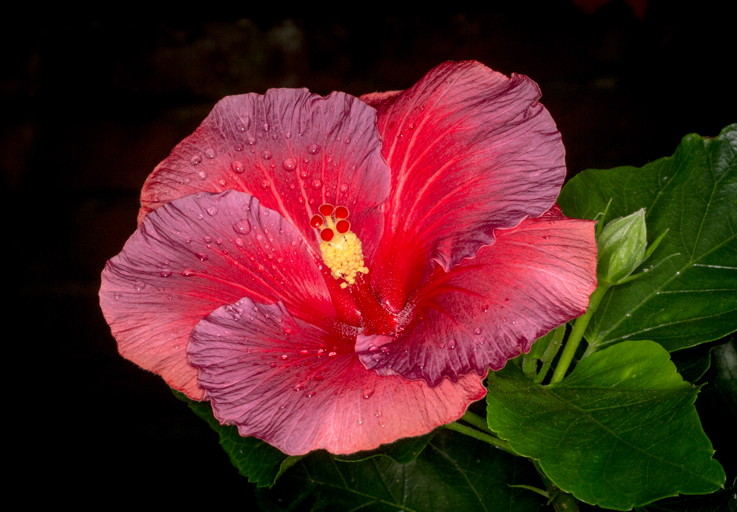 Earth Flower Hibiscus Red Flower 2400x1666