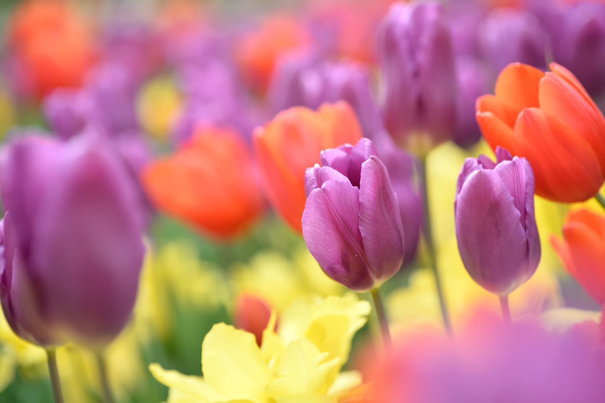 Tulips Flowers Colorful Plants 2048x1367