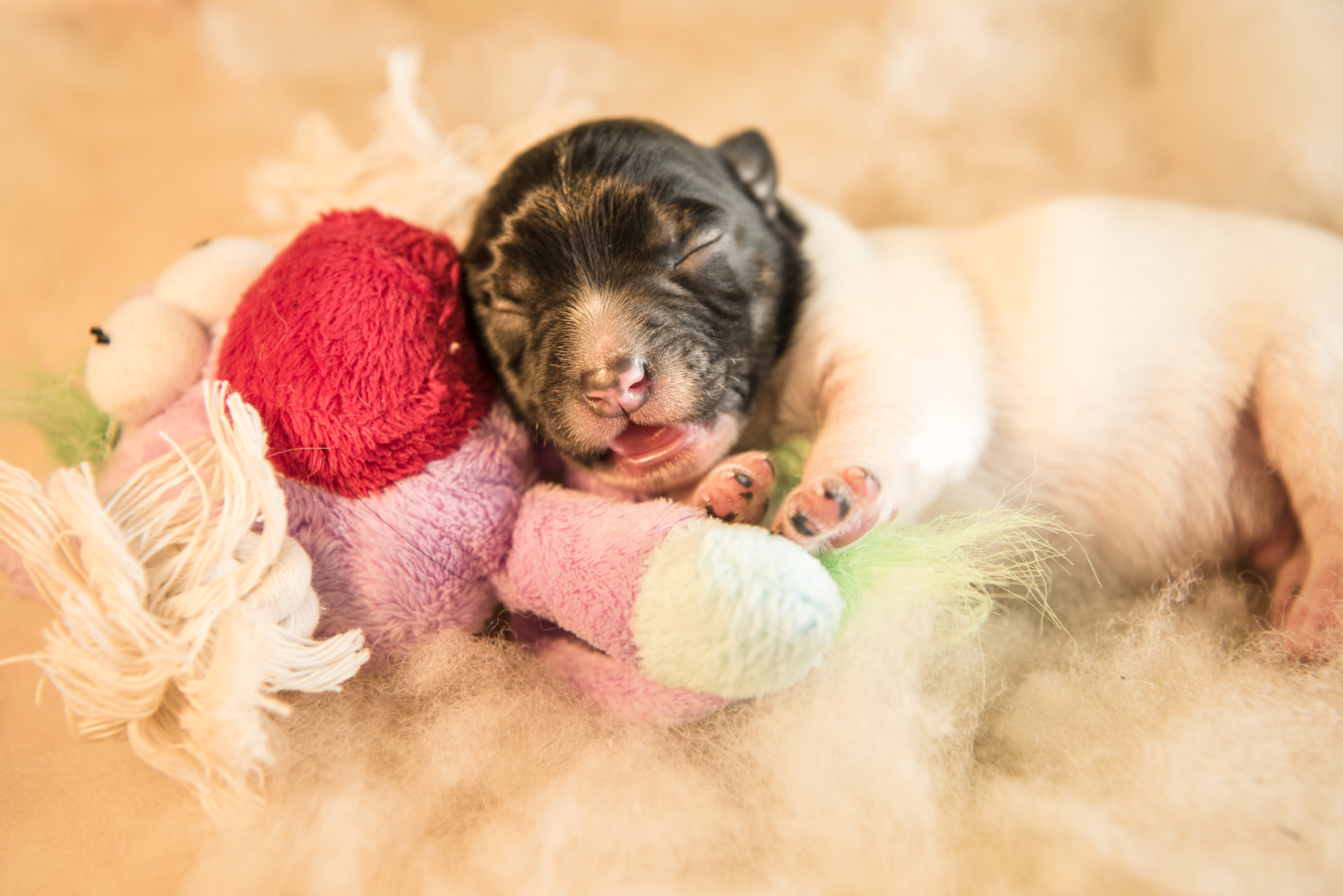 Baby Animal Cute Jack Russell Terrier Puppy Sleeping Stuffed Animal 5250x3505