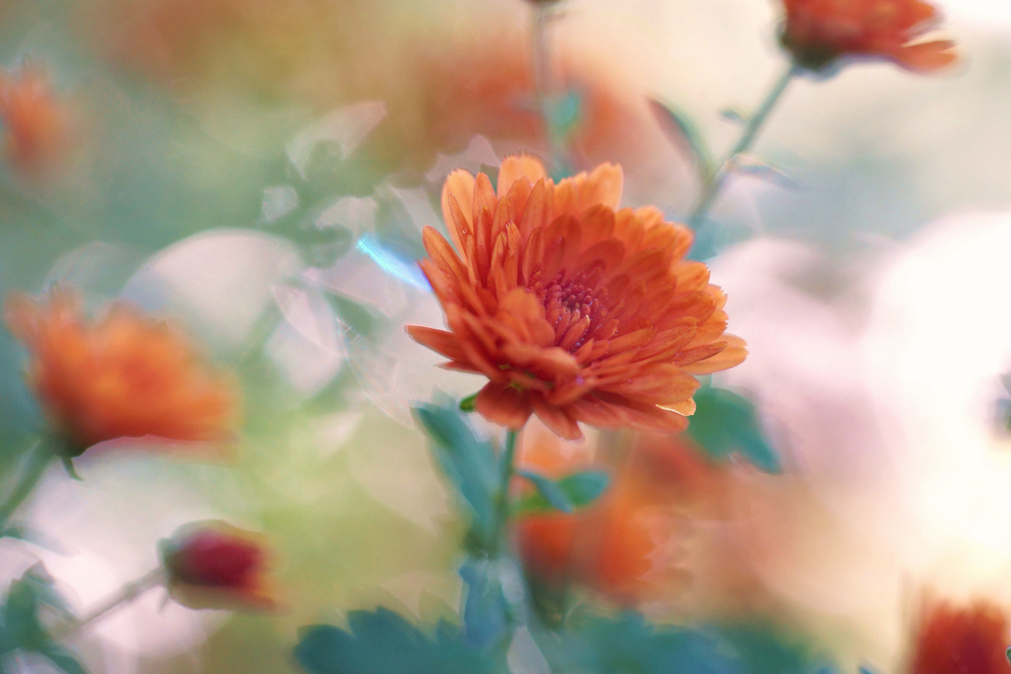 Chrysanthemum Flower Orange Flower Nature Bokeh Close Up 2048x1365