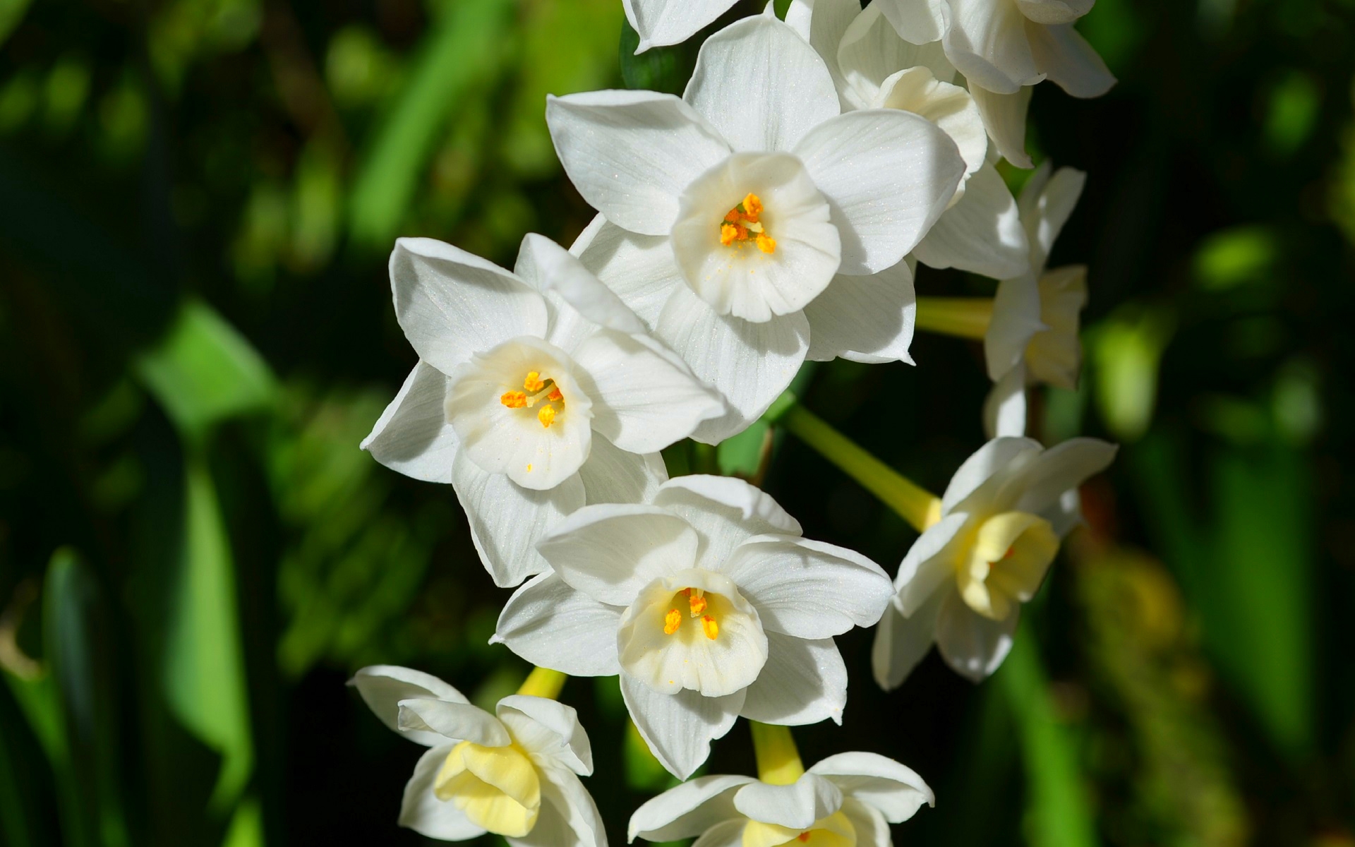 Blur Close Up Daffodil Flower Narcissus Nature Paperwhite Narcissus White White Flower 1920x1200