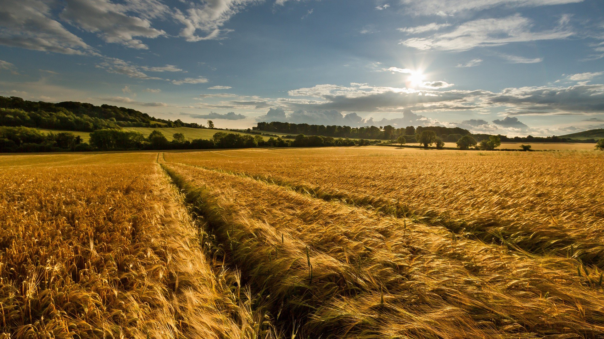 Earth Cornfield 1920x1080