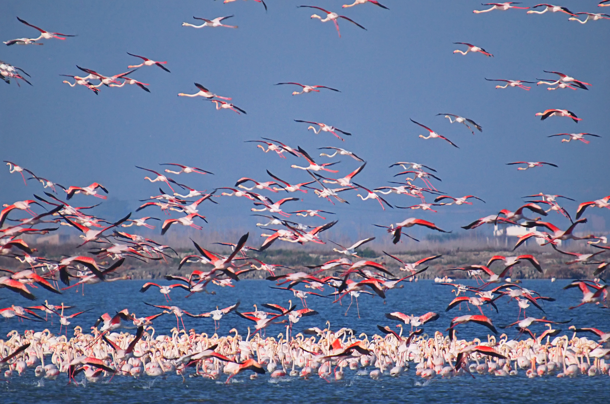 Bird Flamingo Flock Of Birds Wildlife 2048x1356