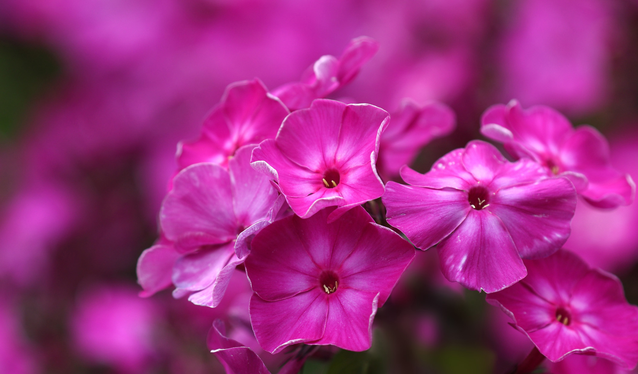 Phlox Blur Nature Flower Pink Flower 2113x1241