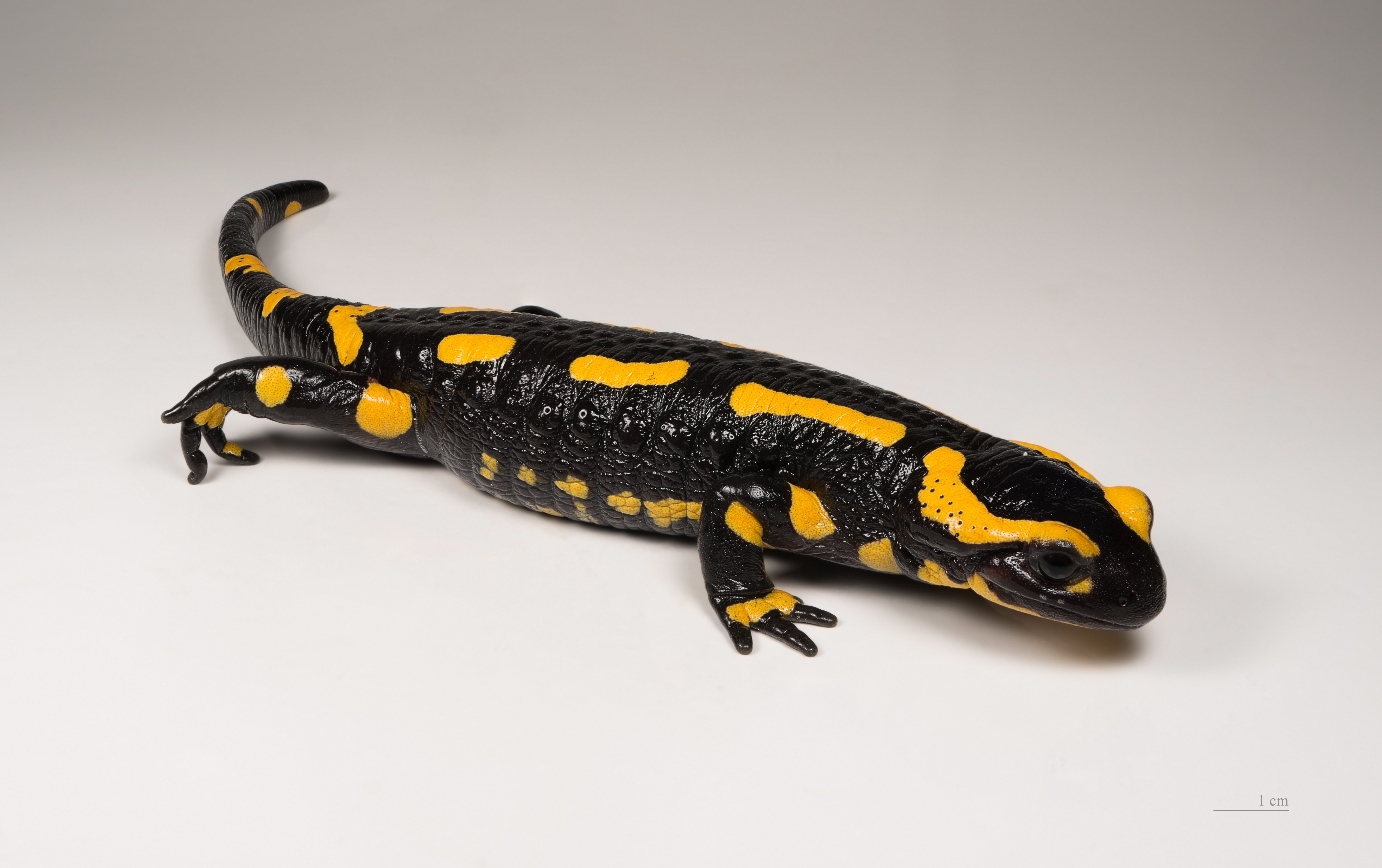 Animal Salamander 5310x3336