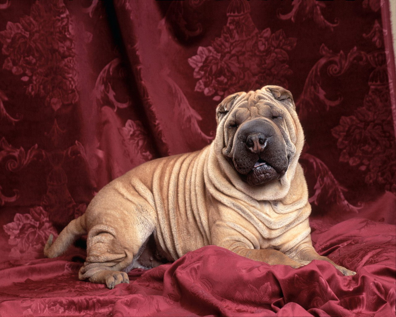 Animal Shar Pei 1280x1024