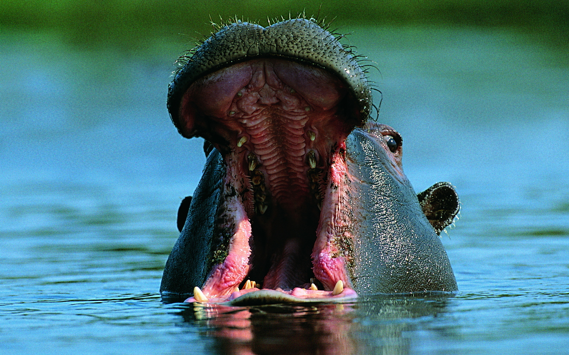 Animal Hippo 1920x1200