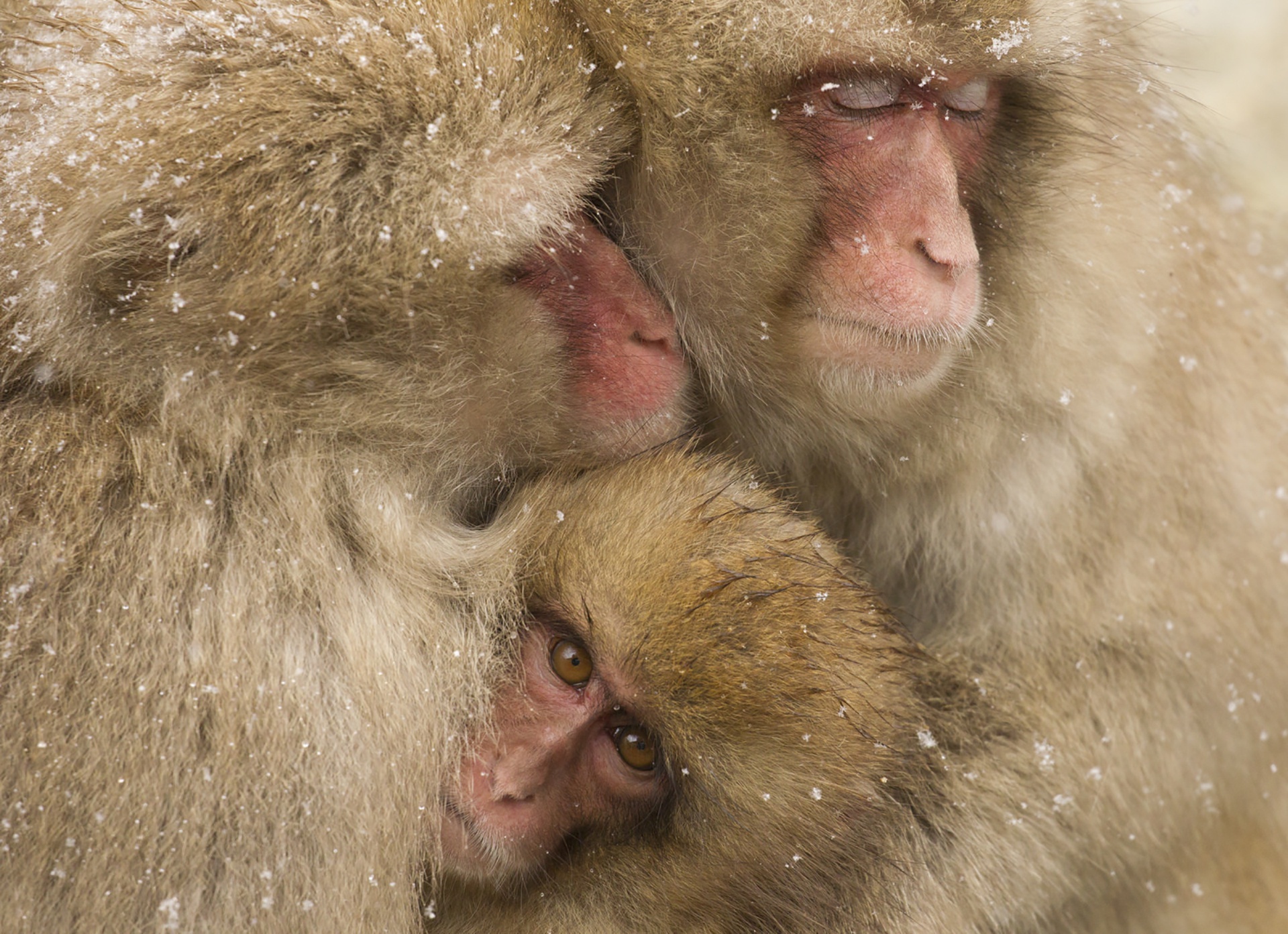 Baby Animal Japanese Macaque Monkey Primate 1920x1393