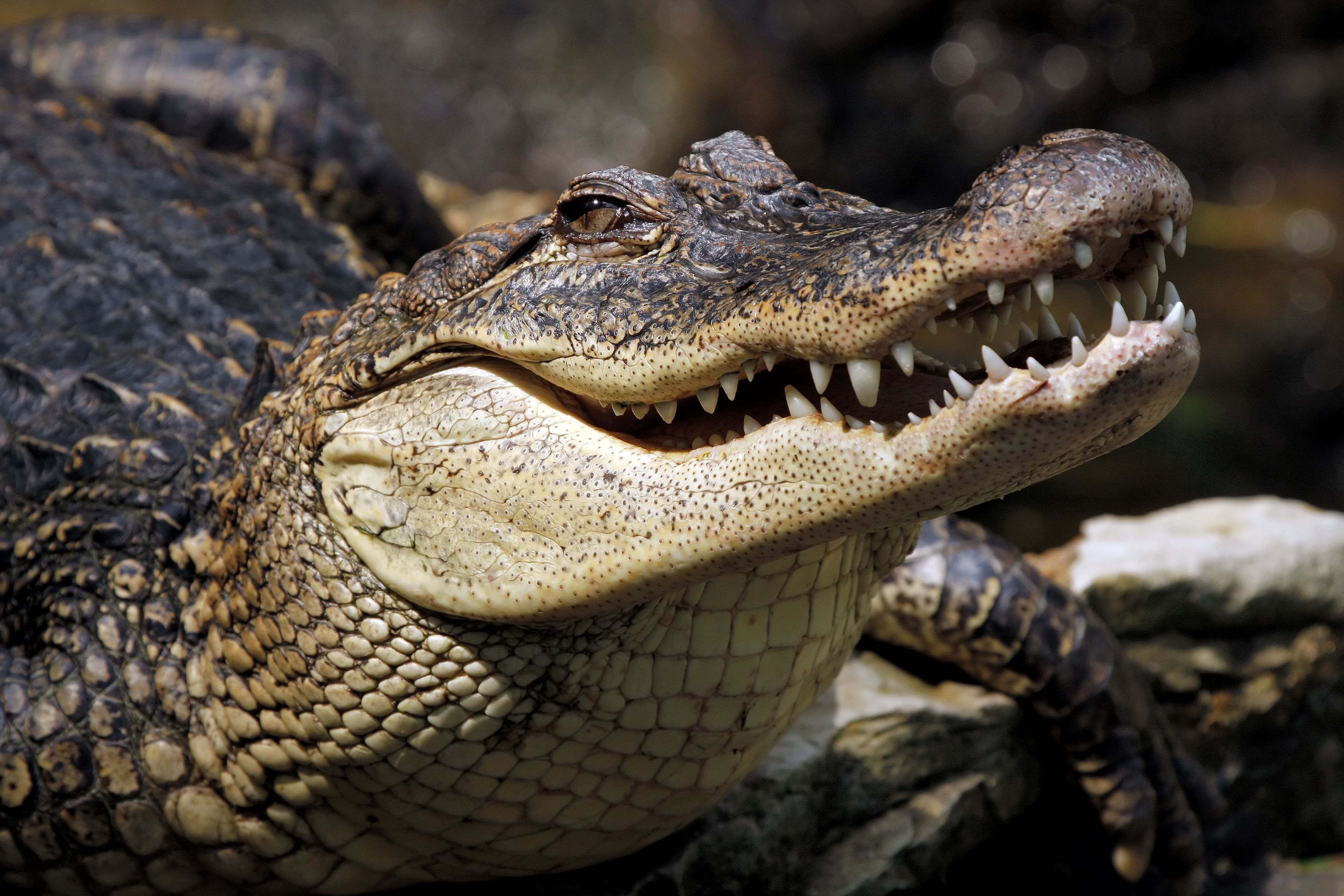 Crocodile Reptile Predator Animal 3888x2592