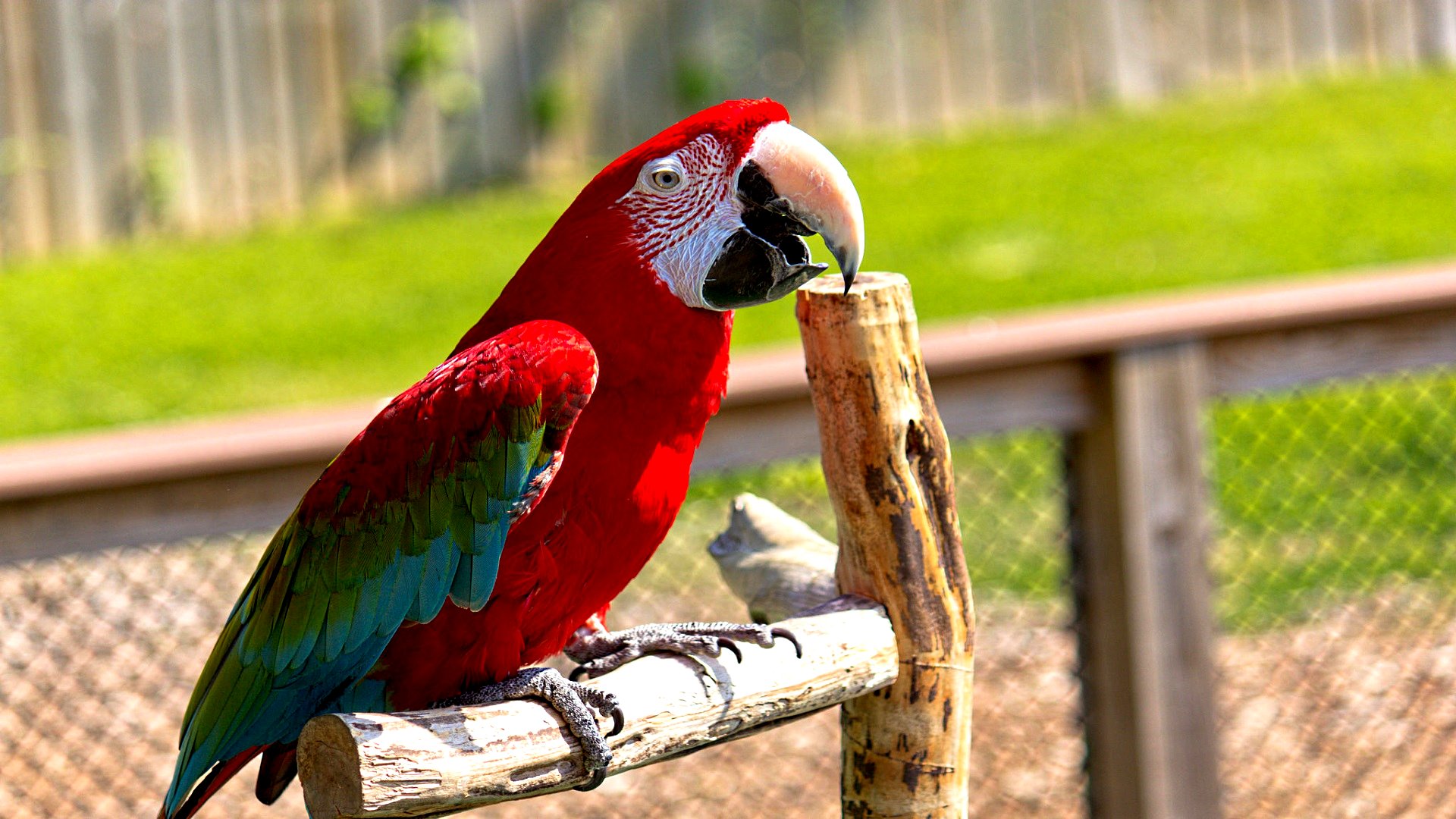 Animal Red And Green Macaw 1920x1080