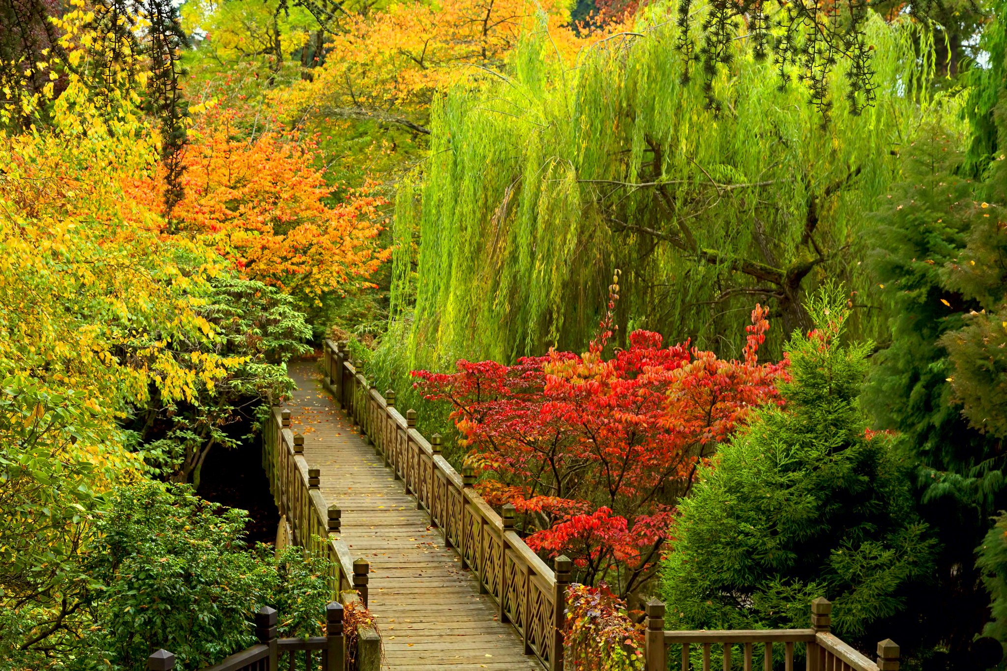 Blossom Bridge Colorful Colors Fall Foliage Park Tree Walkway 2048x1365