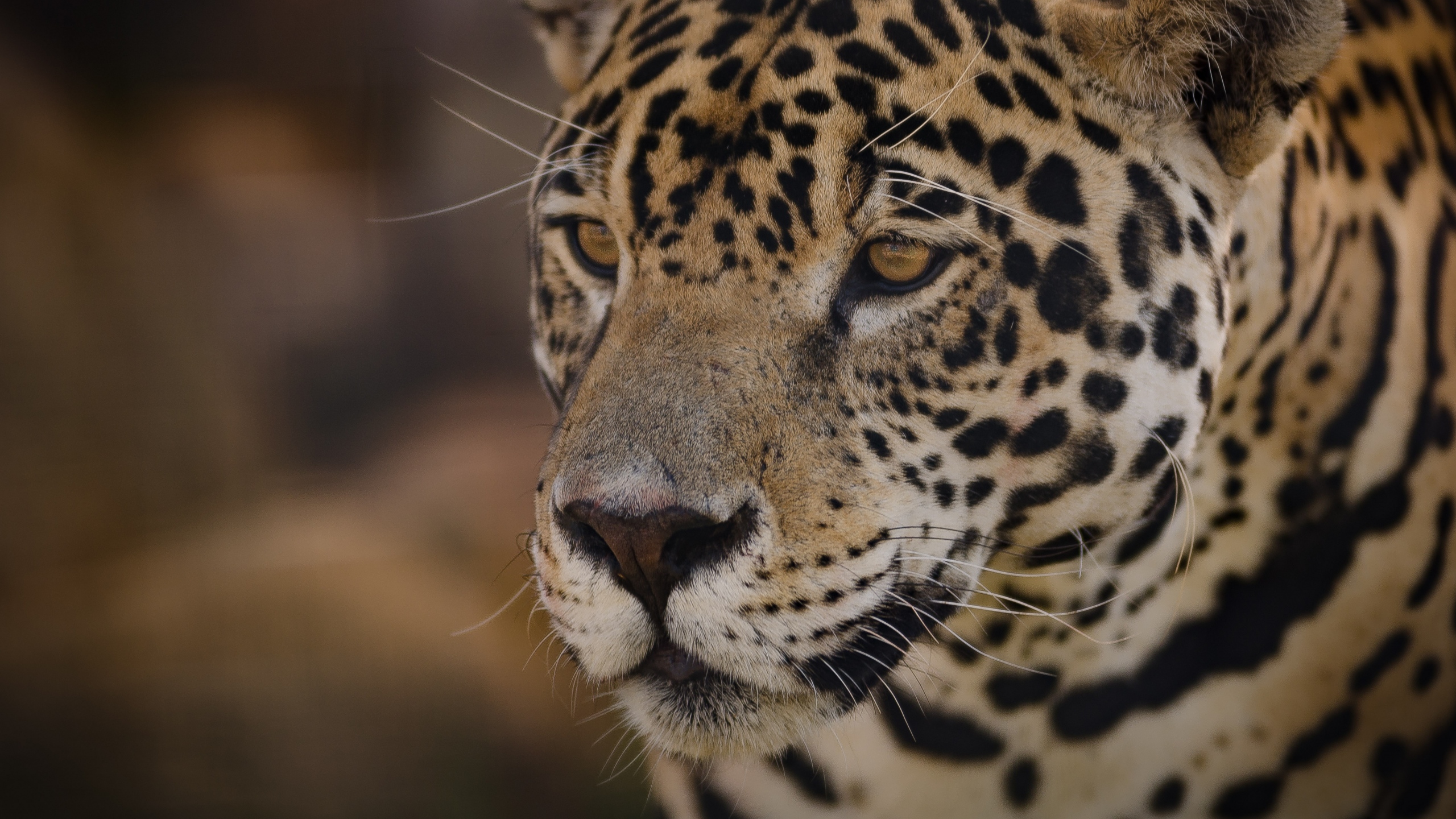 Nature Wildlife Muzzles Feline Jaguars Big Cats Mammals 2560x1440