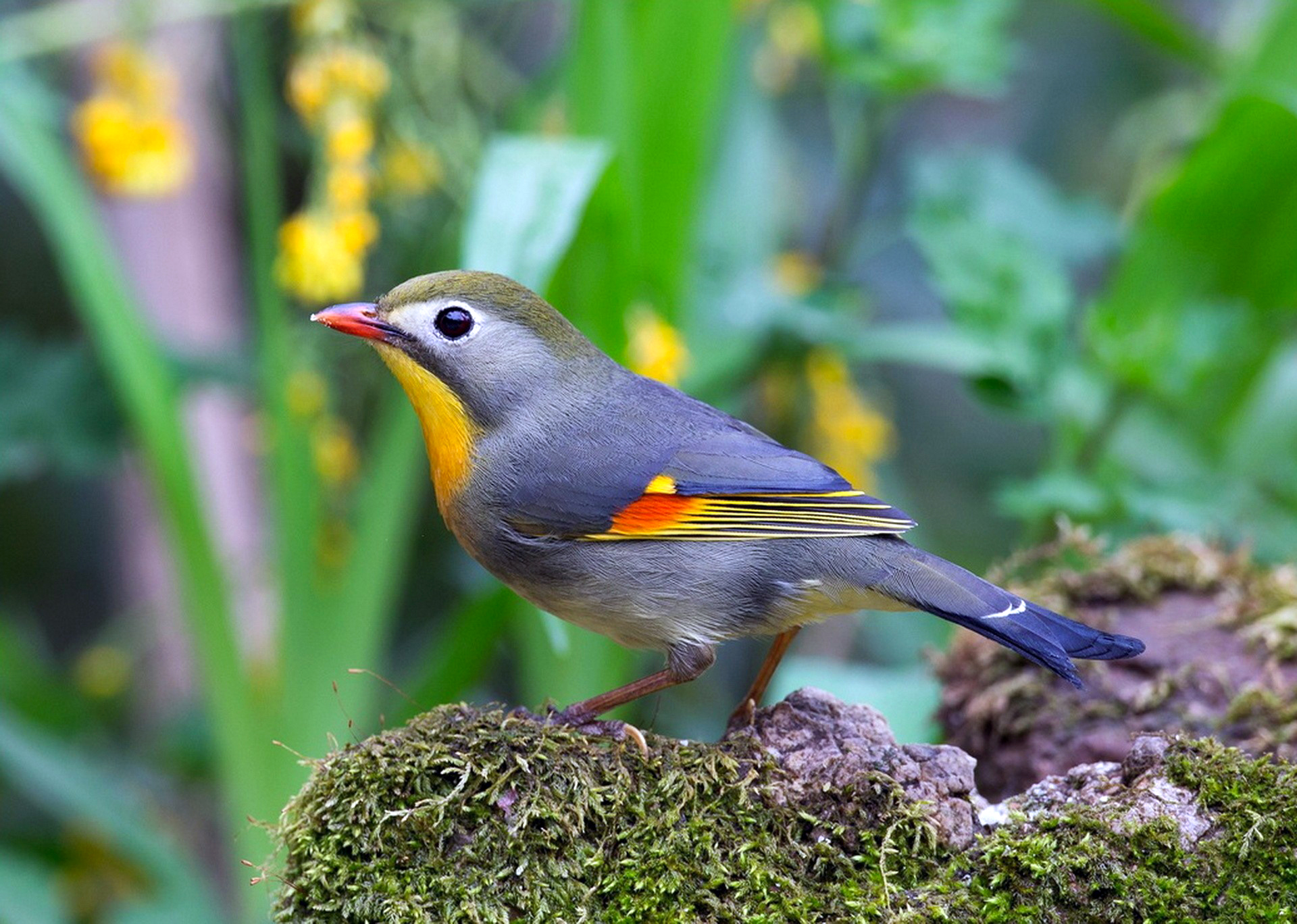 Animal Bird Branch Colorful Colors Tanager 1920x1368