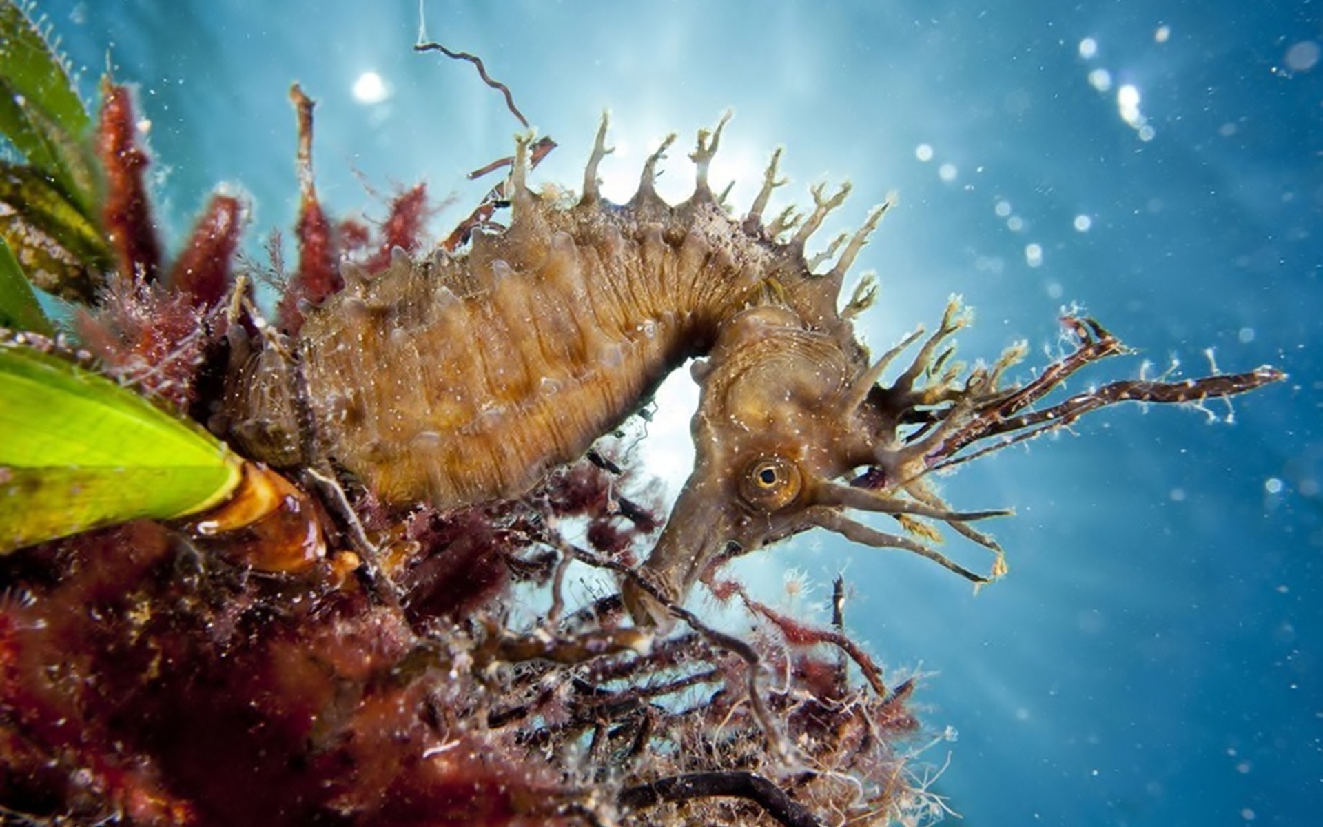 Animal Seahorse 1920x1200