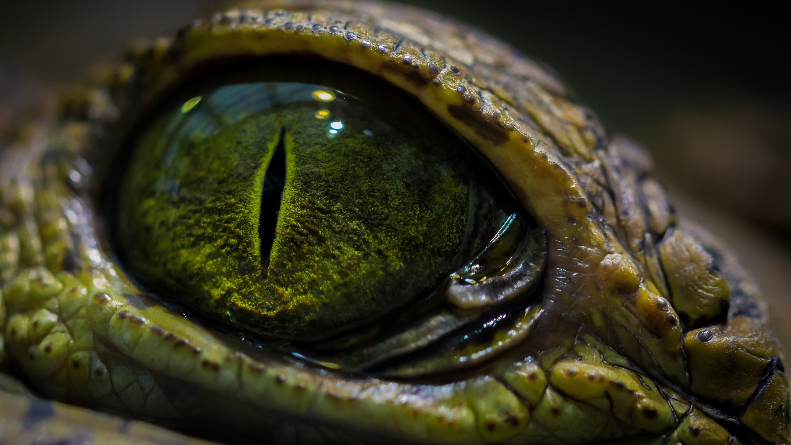 Reptile Crocodile Eye 2560x1440