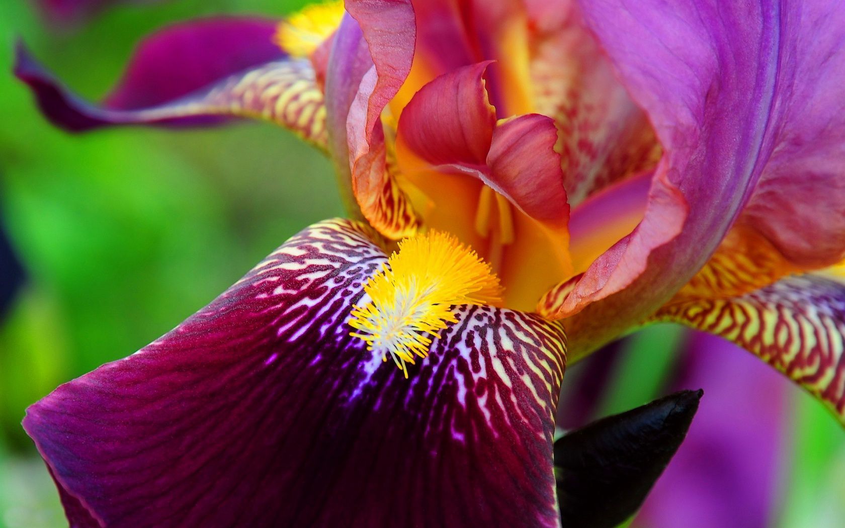 Earth Iris 1680x1050