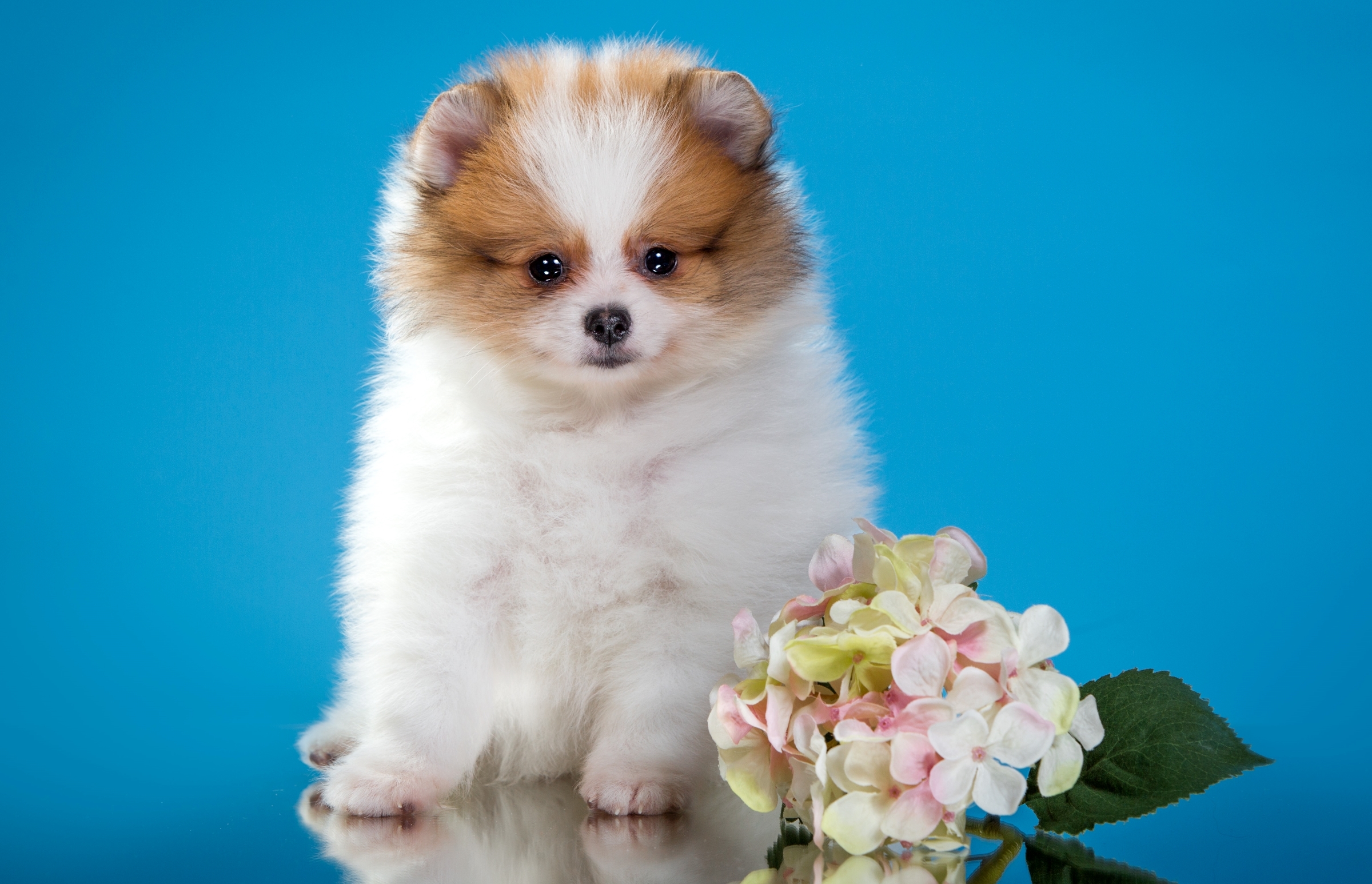 Animal Dog Puppy Spitz Flower 2400x1546