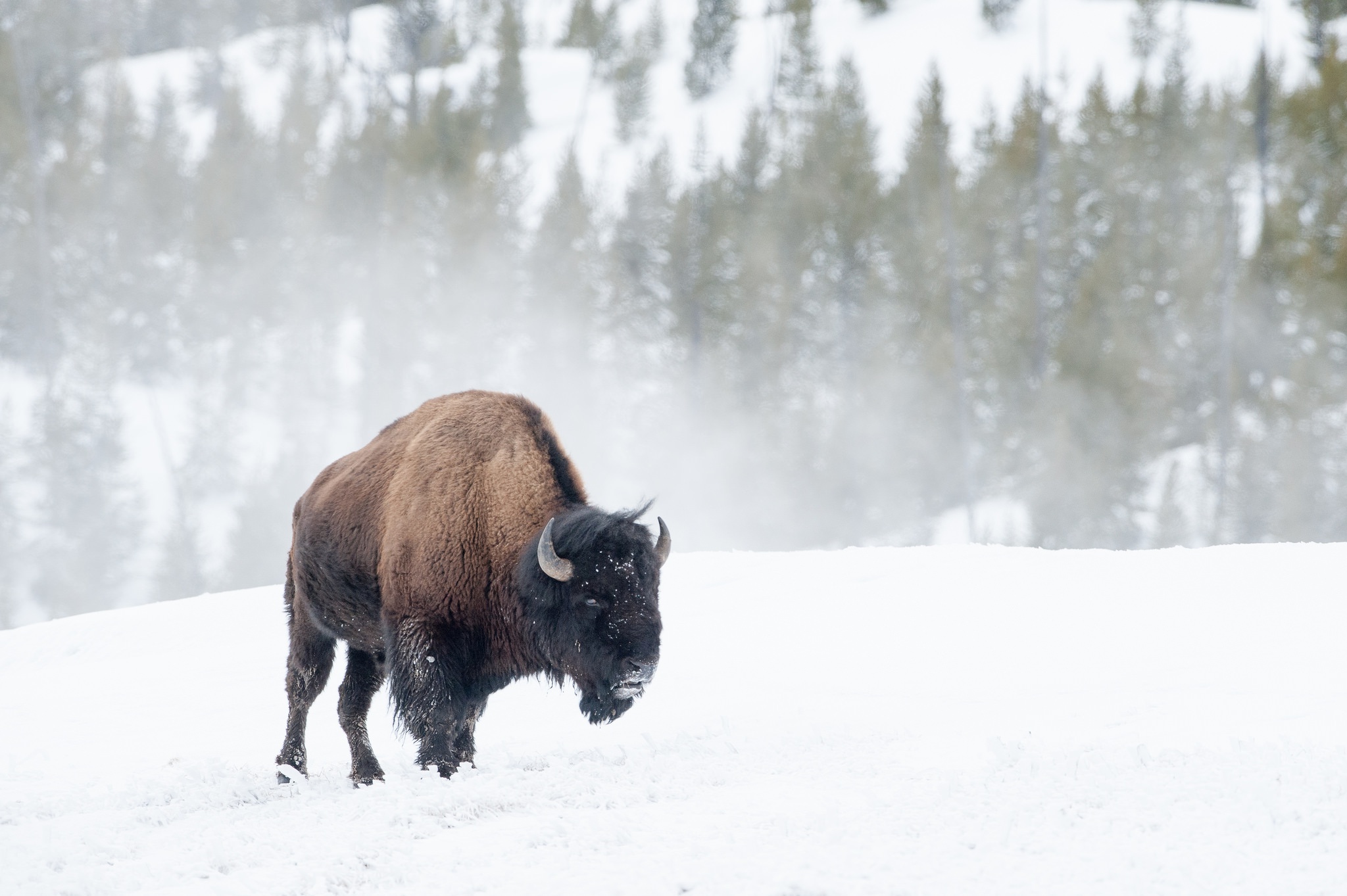 American Bison Snow Wildlife Winter 2048x1363