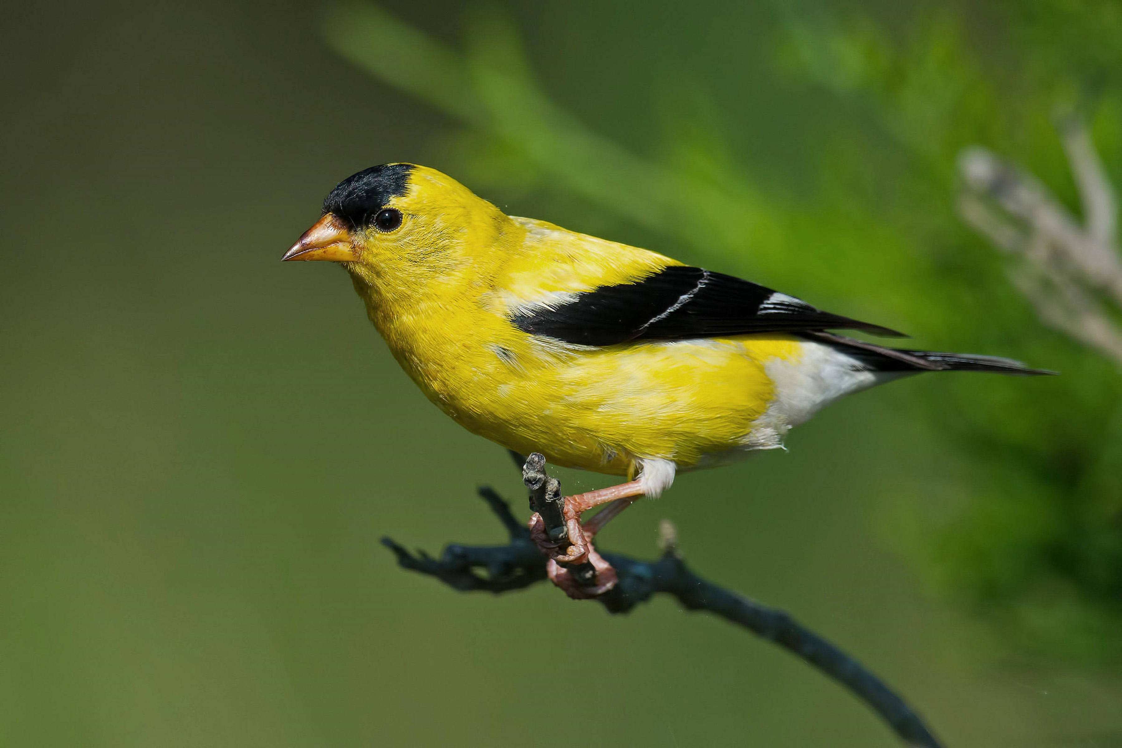 Animal Goldfinch 3600x2400