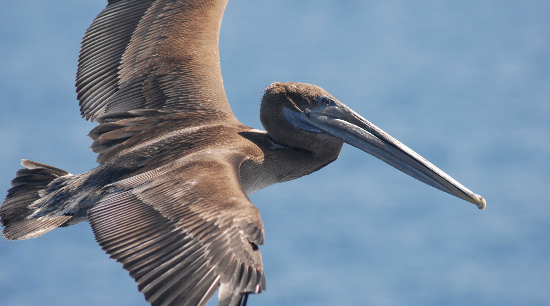 Animal Pelican 1920x1069