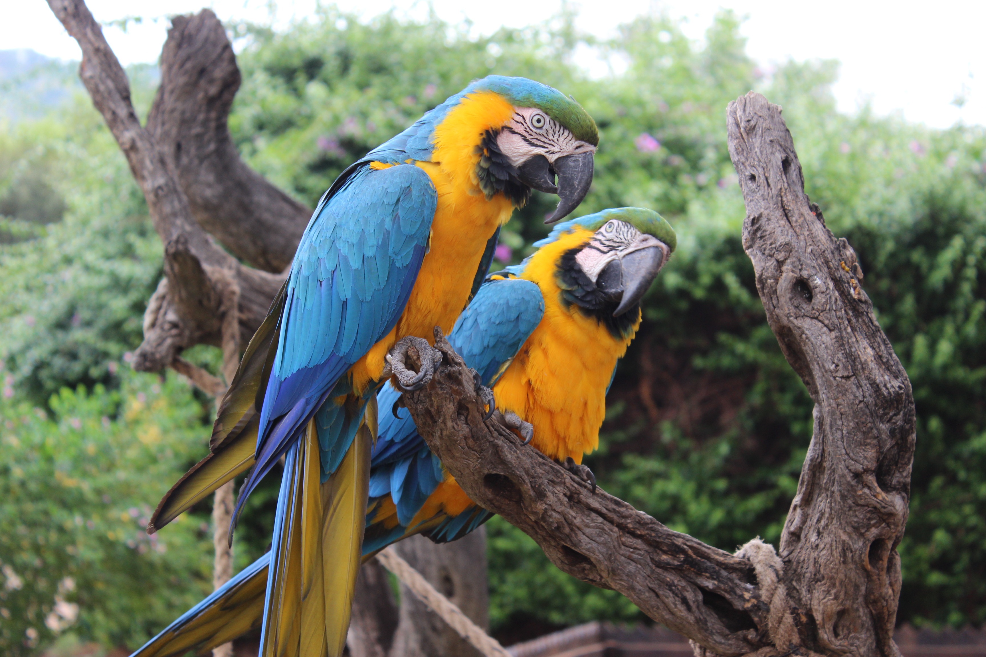 Bird Blue And Yellow Macaw Macaw Parrot 3456x2304