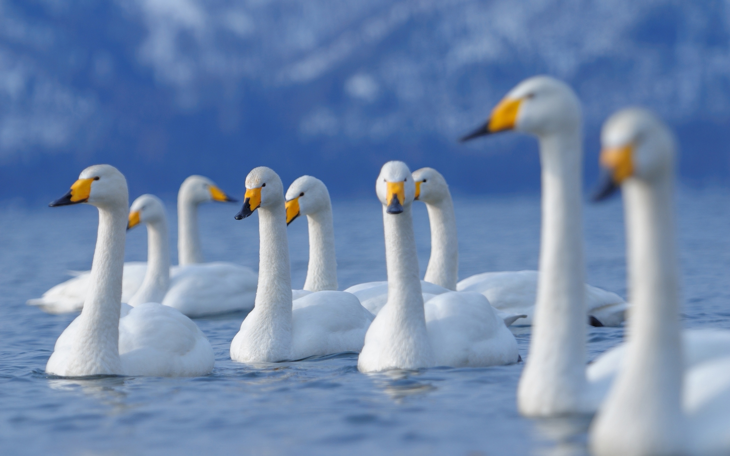 Bird Tundra Swan 2560x1600