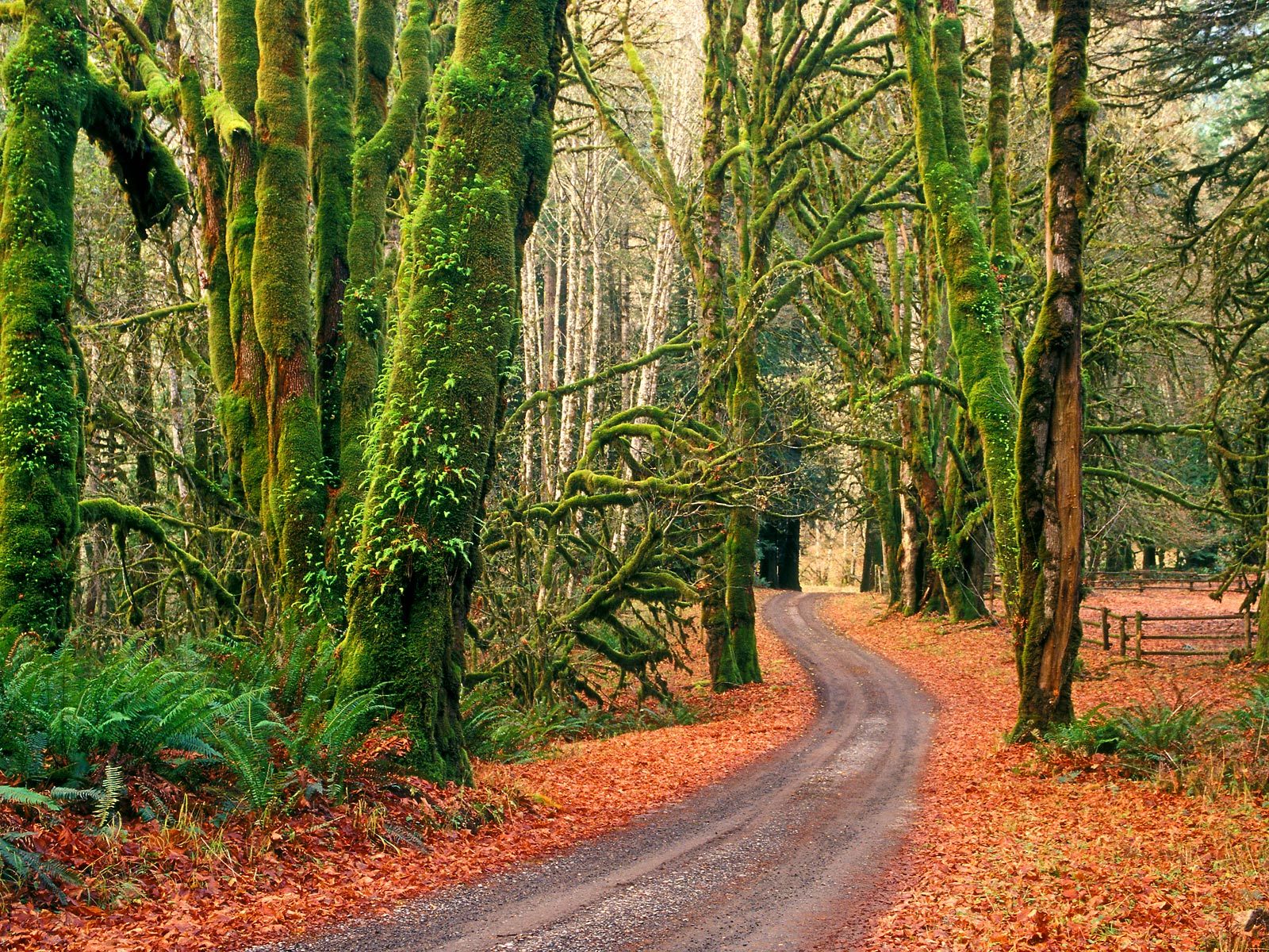 Fall Forest Olympic National Park Road Tree 1600x1200