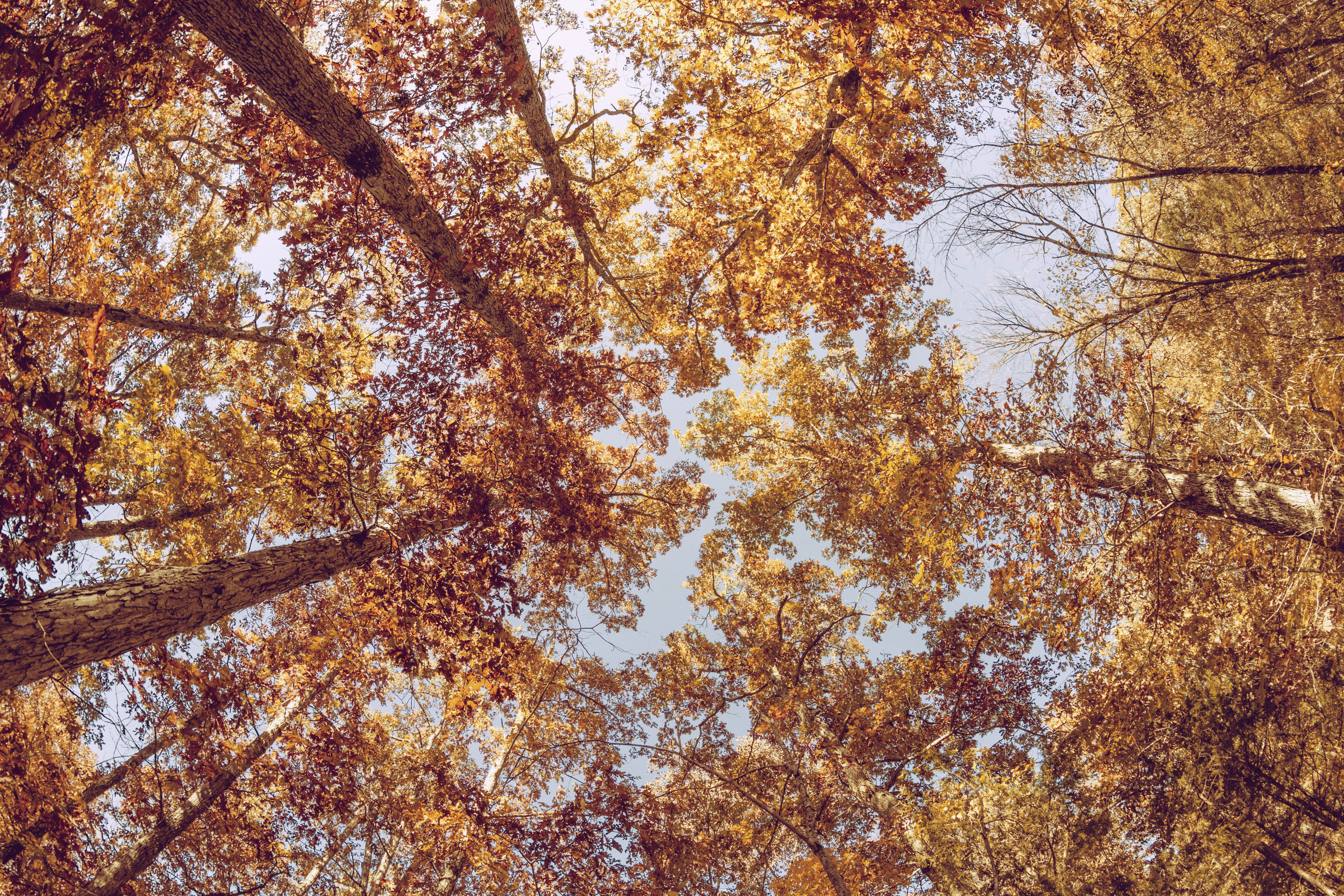 Fall Nature Tree Treetops Foliage 5184x3456