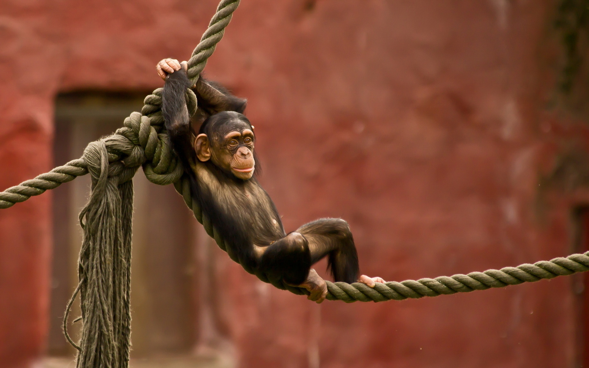 Animal Chimpanzee 1920x1200