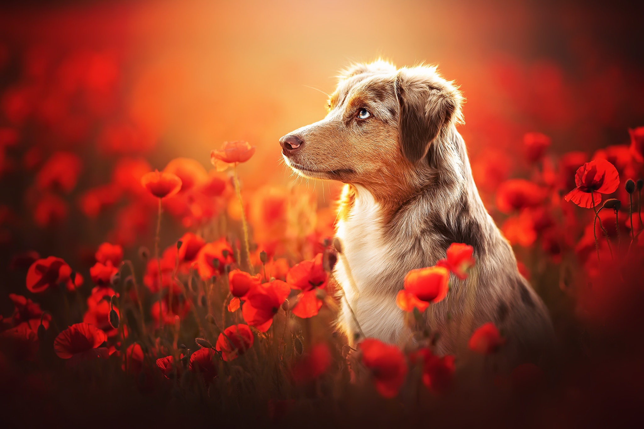 Dog Colorful Flowers Red Flowers Animals Outdoors Mammals Poppies Depth Of Field 2048x1365