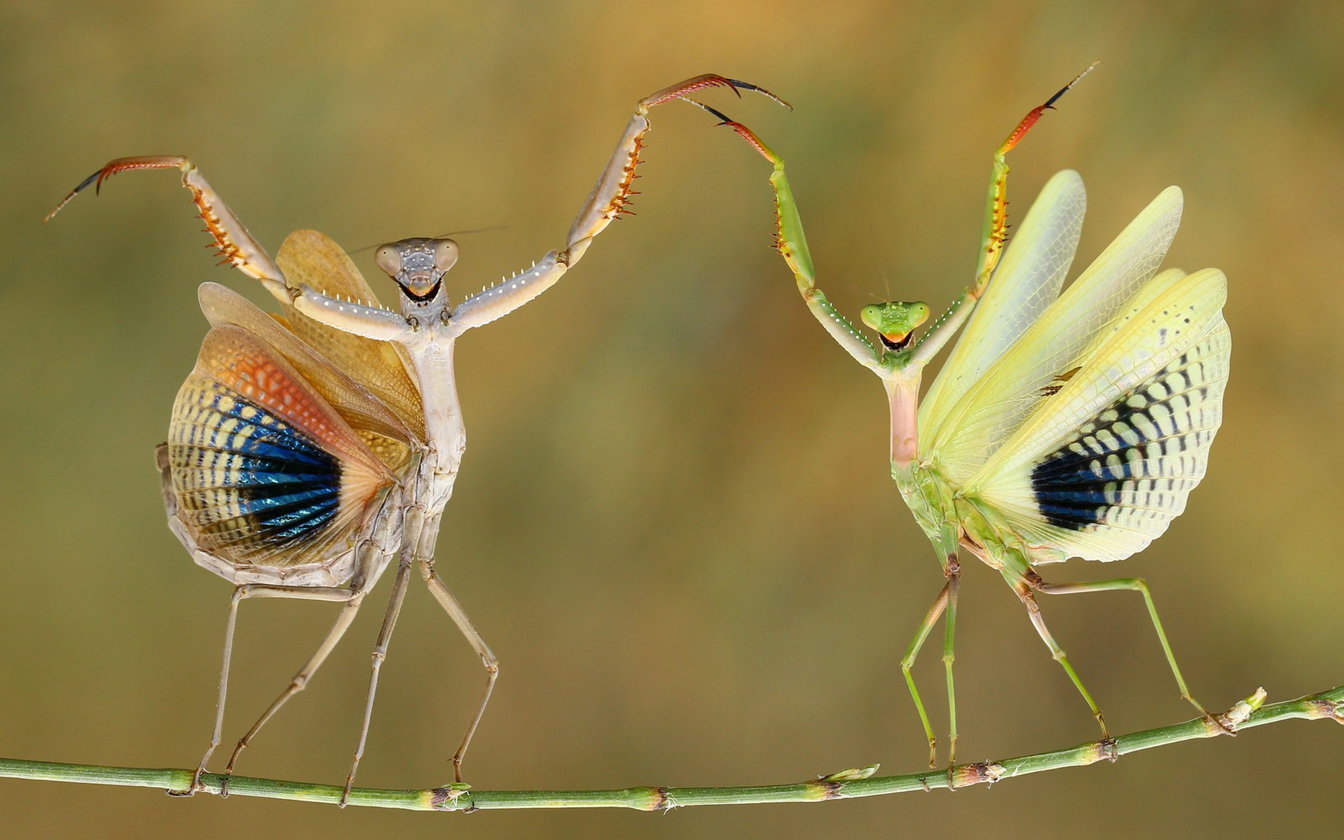 Grasshopper Insect Animal 1920x1200