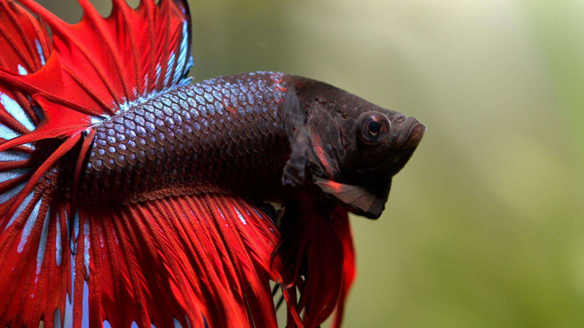 Siamese Fighting Fish 1920x1080