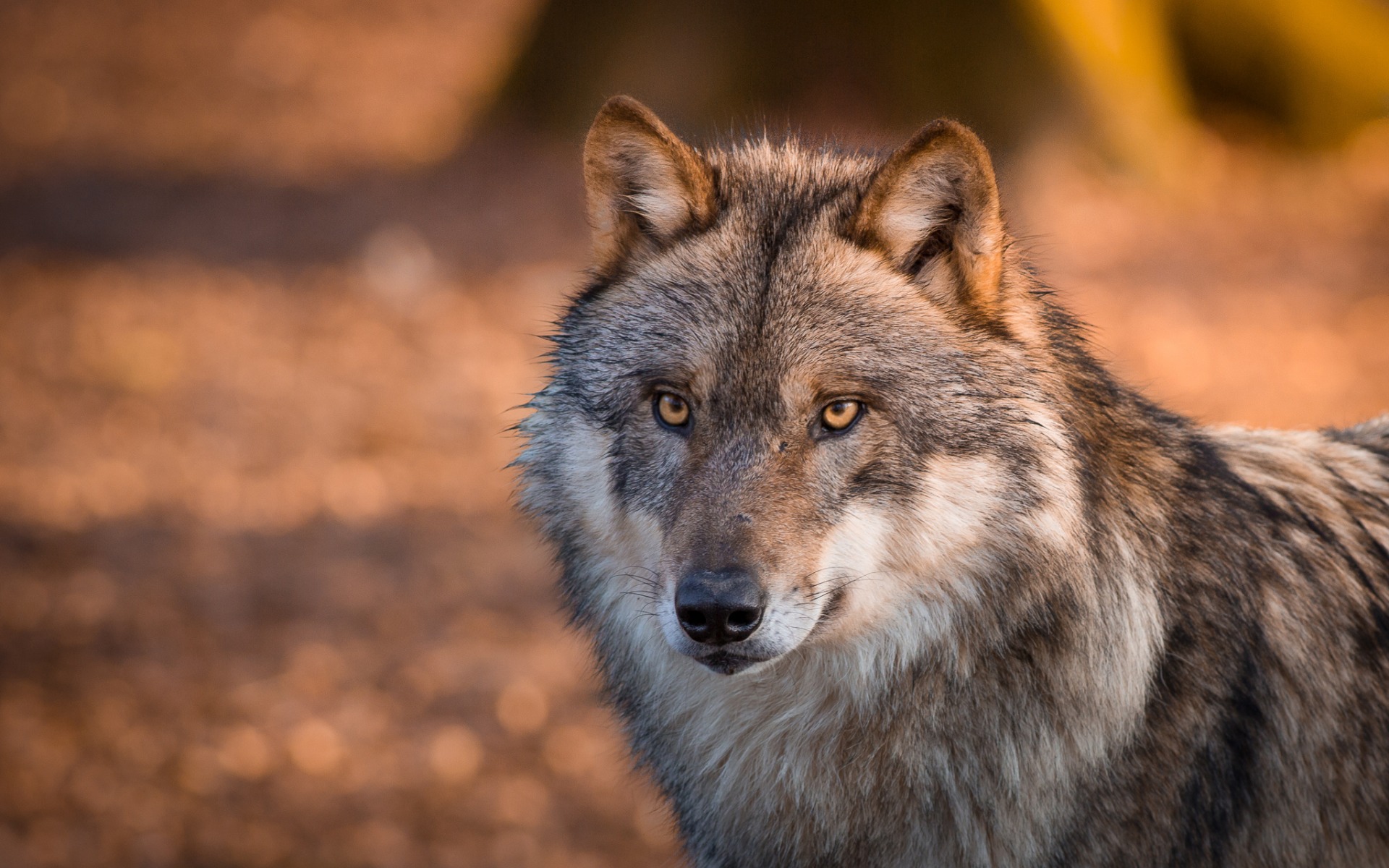 Animal Gray Wolf Wildlife Wolf 1920x1200